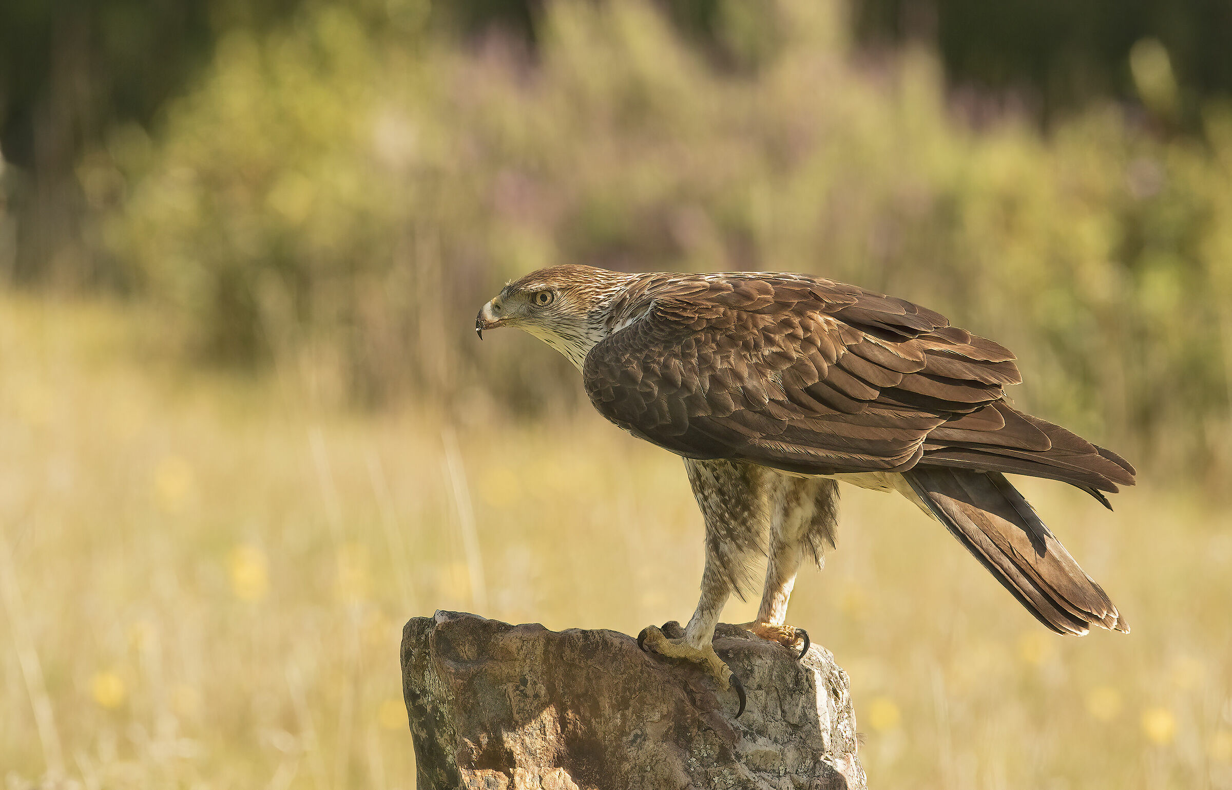 bonelli eagle, extremedura 2019
