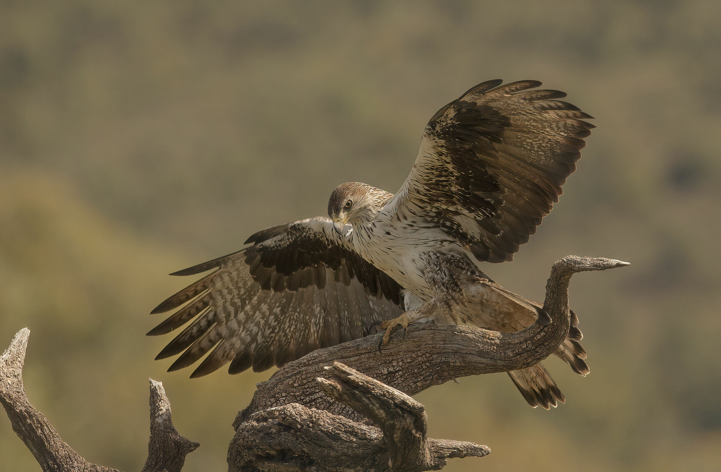 bonelli eagle, extremedura 2019