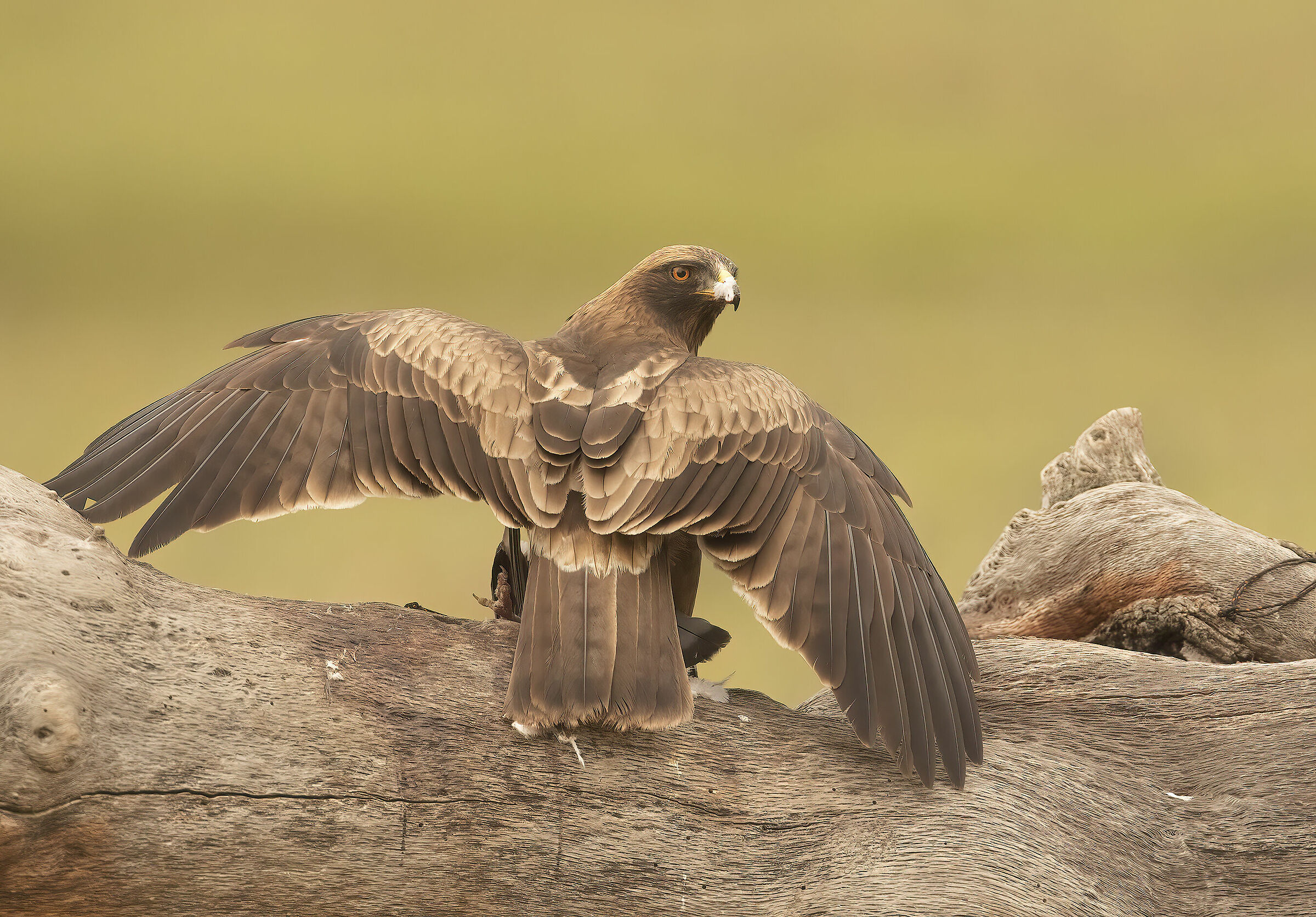 extreme minor eagle 2019