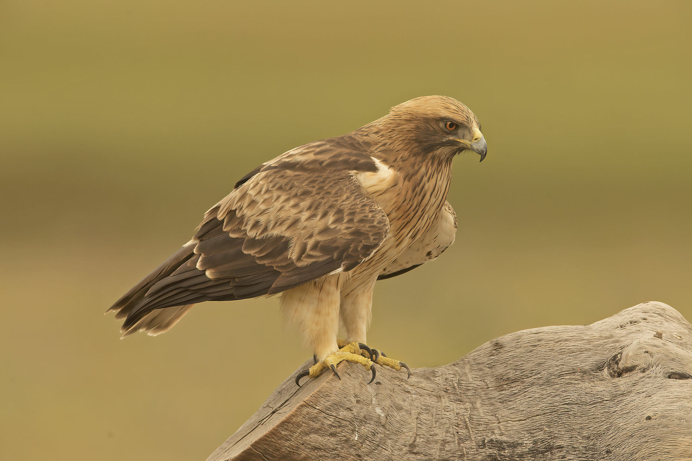 extreme minor eagle 2019