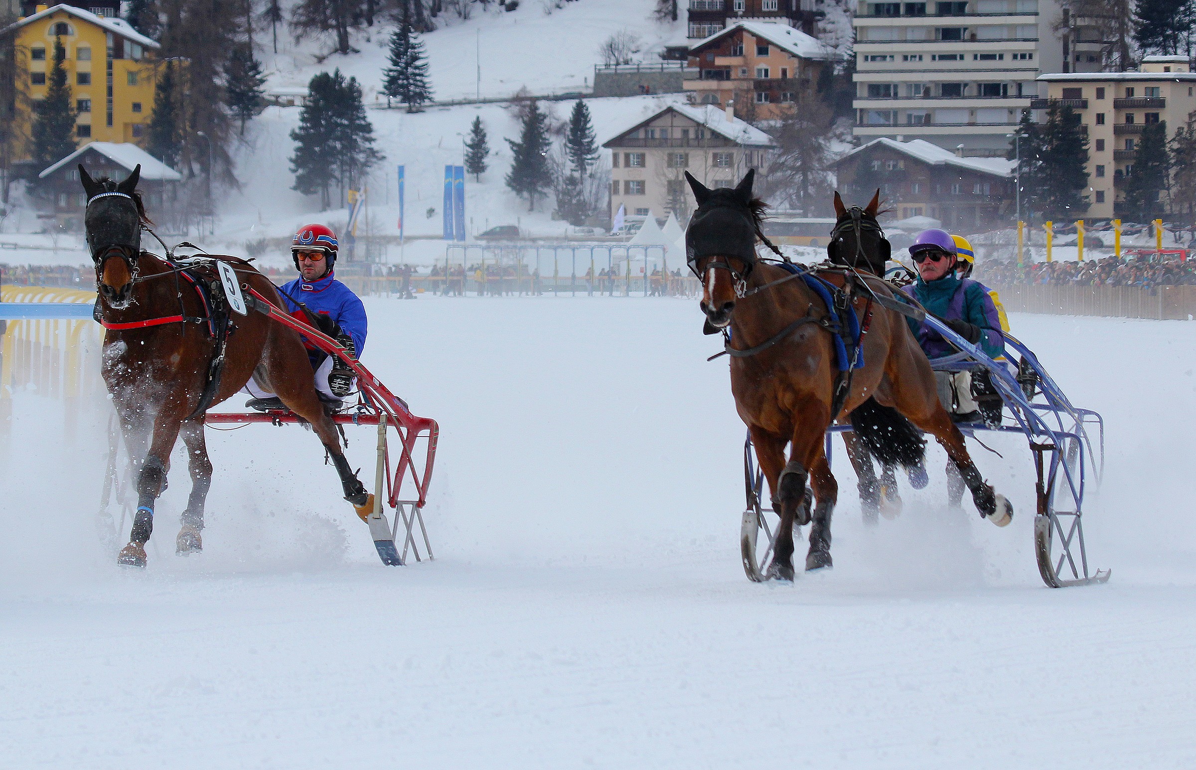 White Turf St Moritz trot