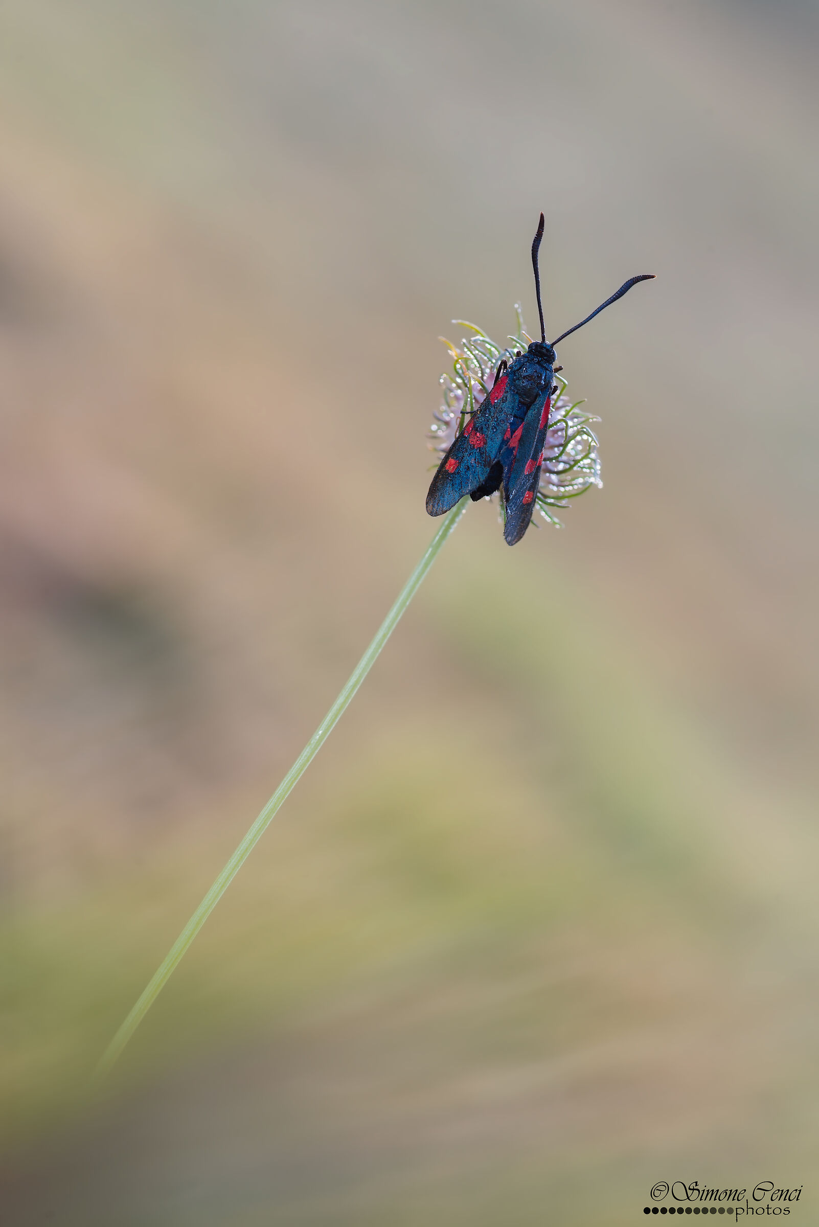 Zygaena