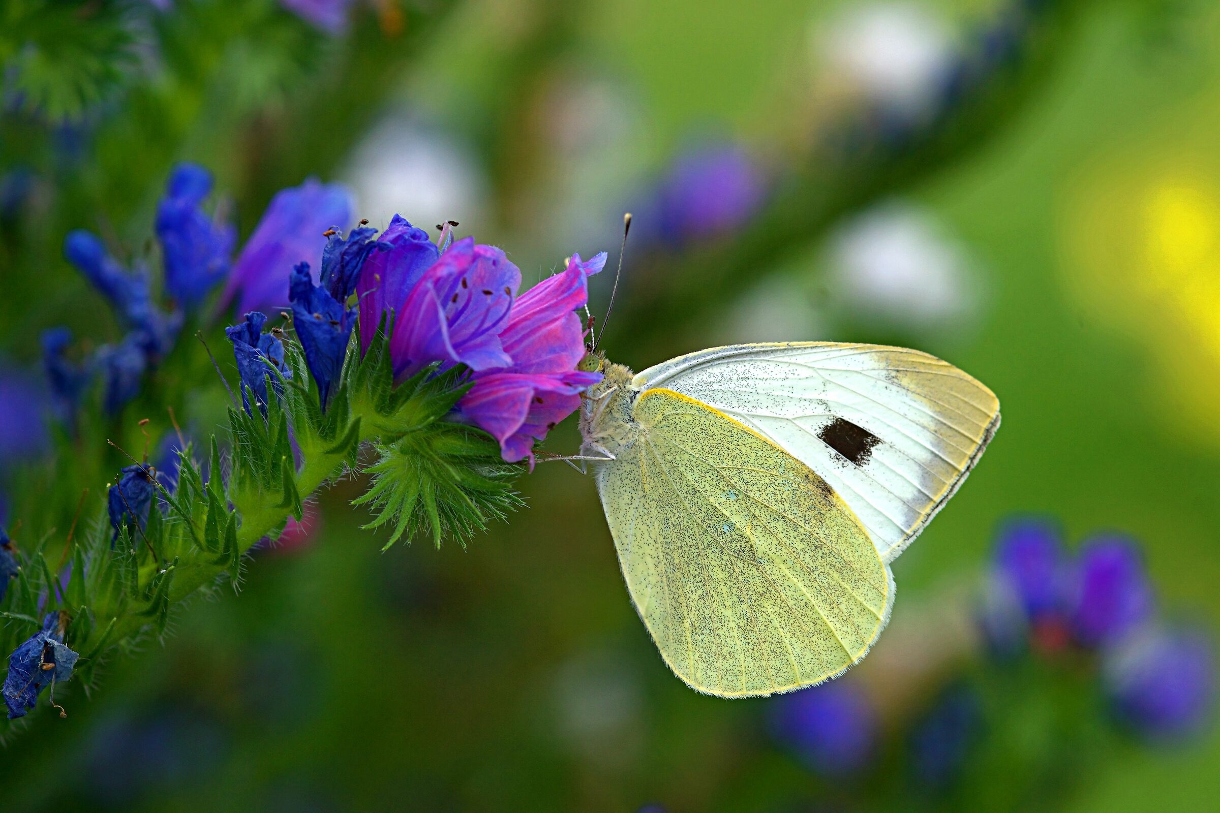 cabbage white butterfly