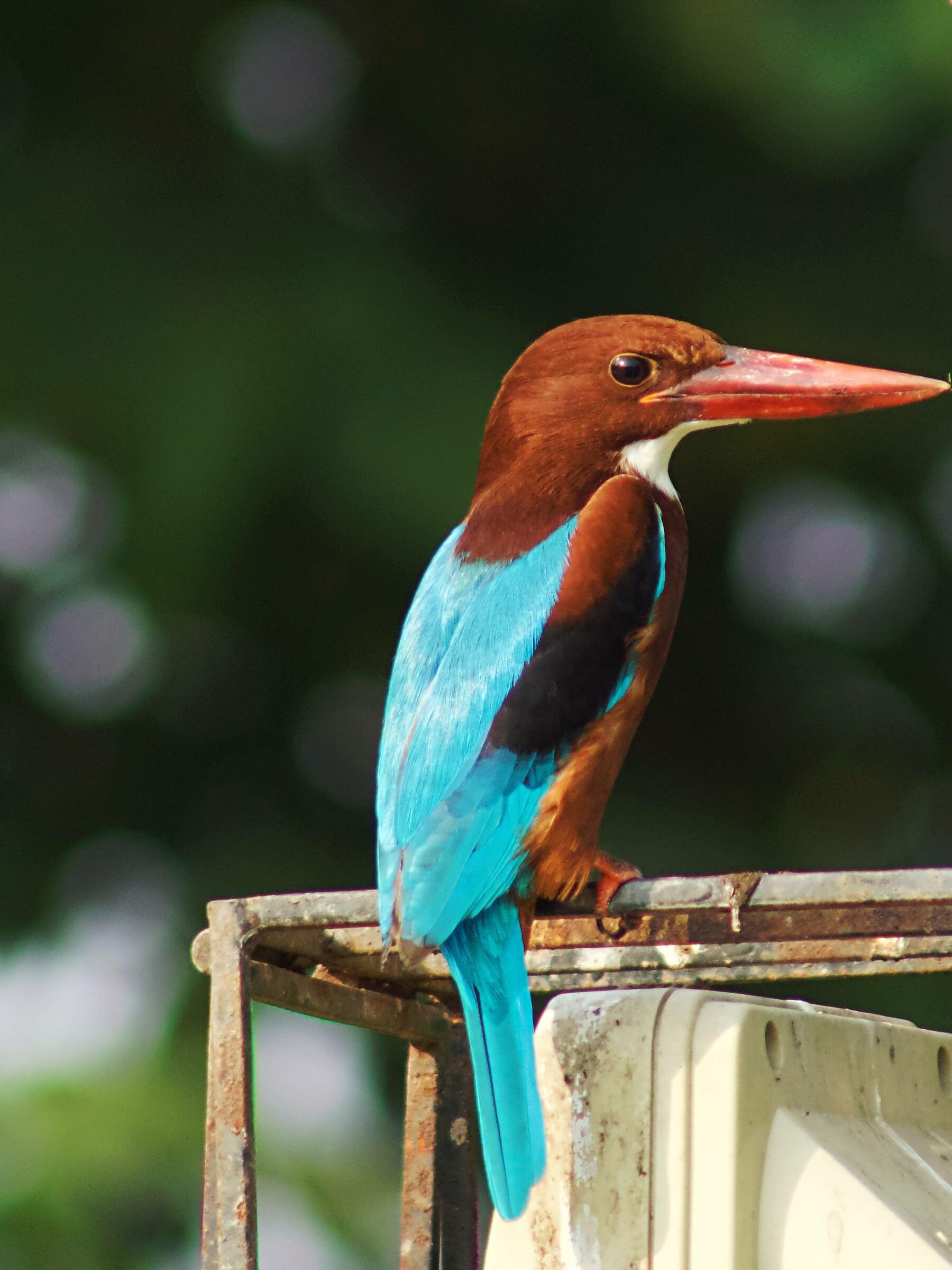 white breasted kingfisher