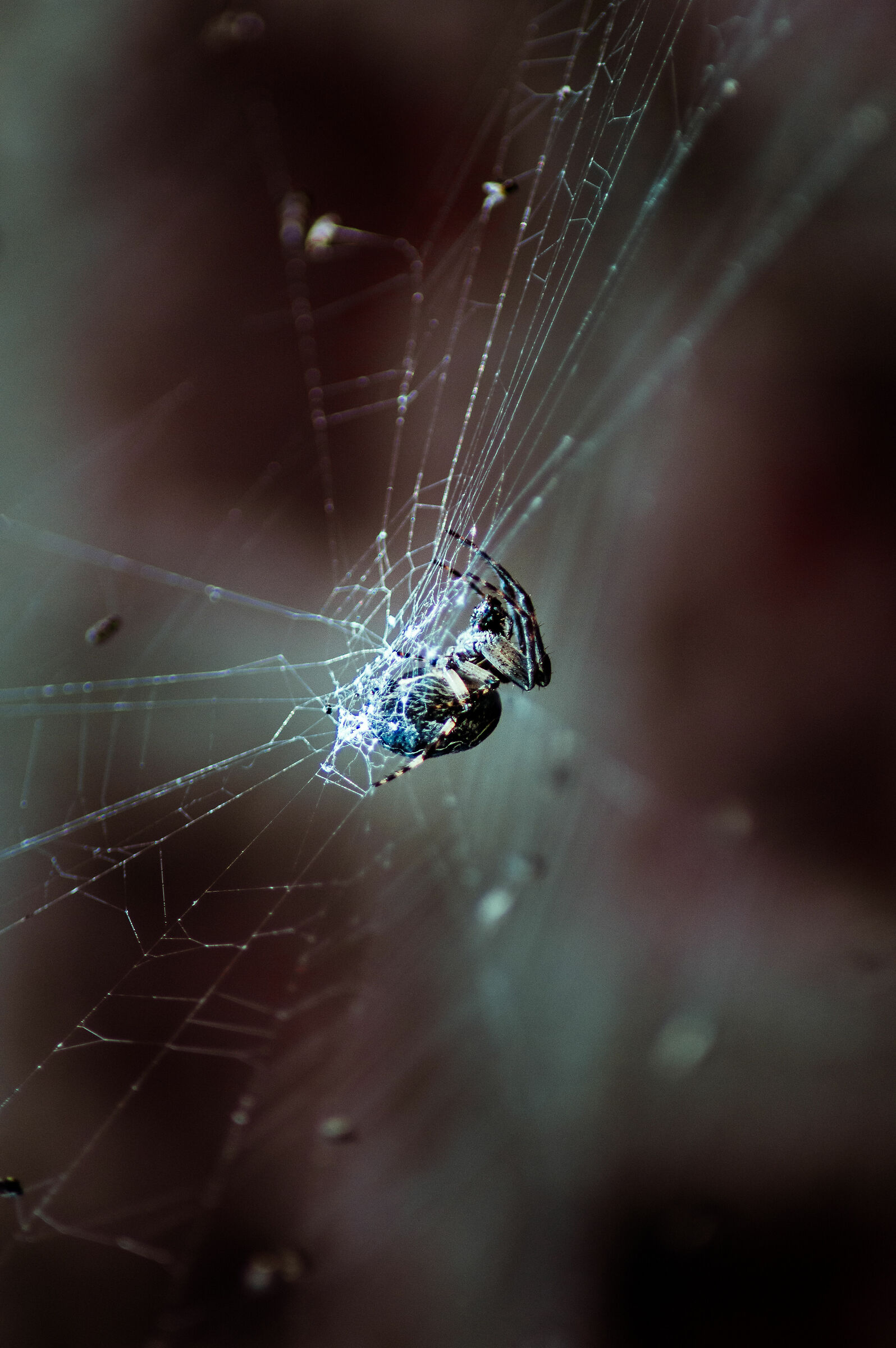 The canvas and the spider