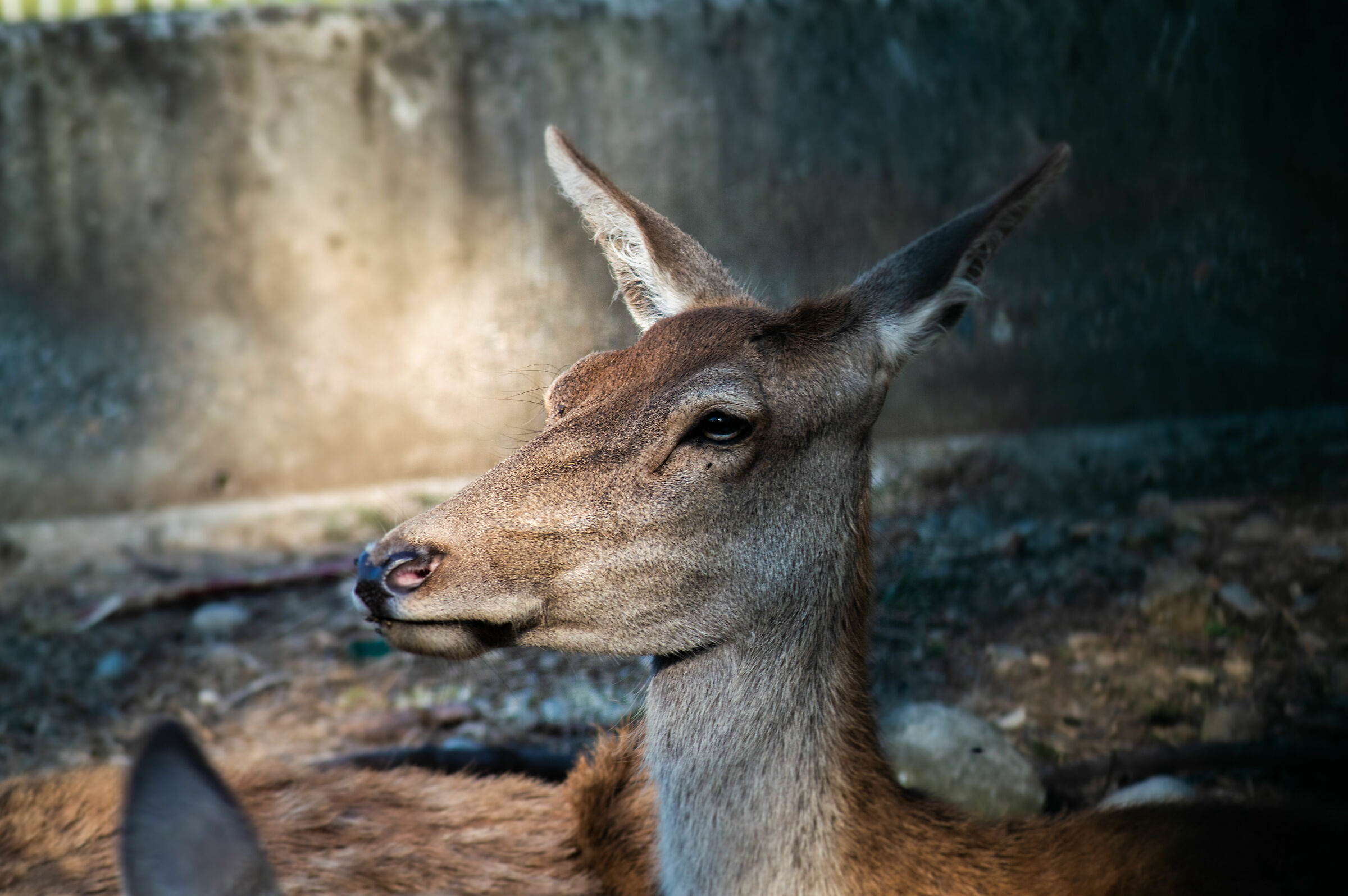 Deer