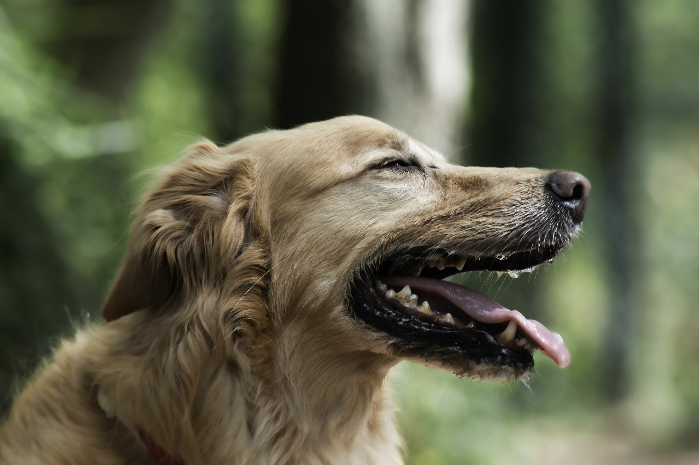 Hair