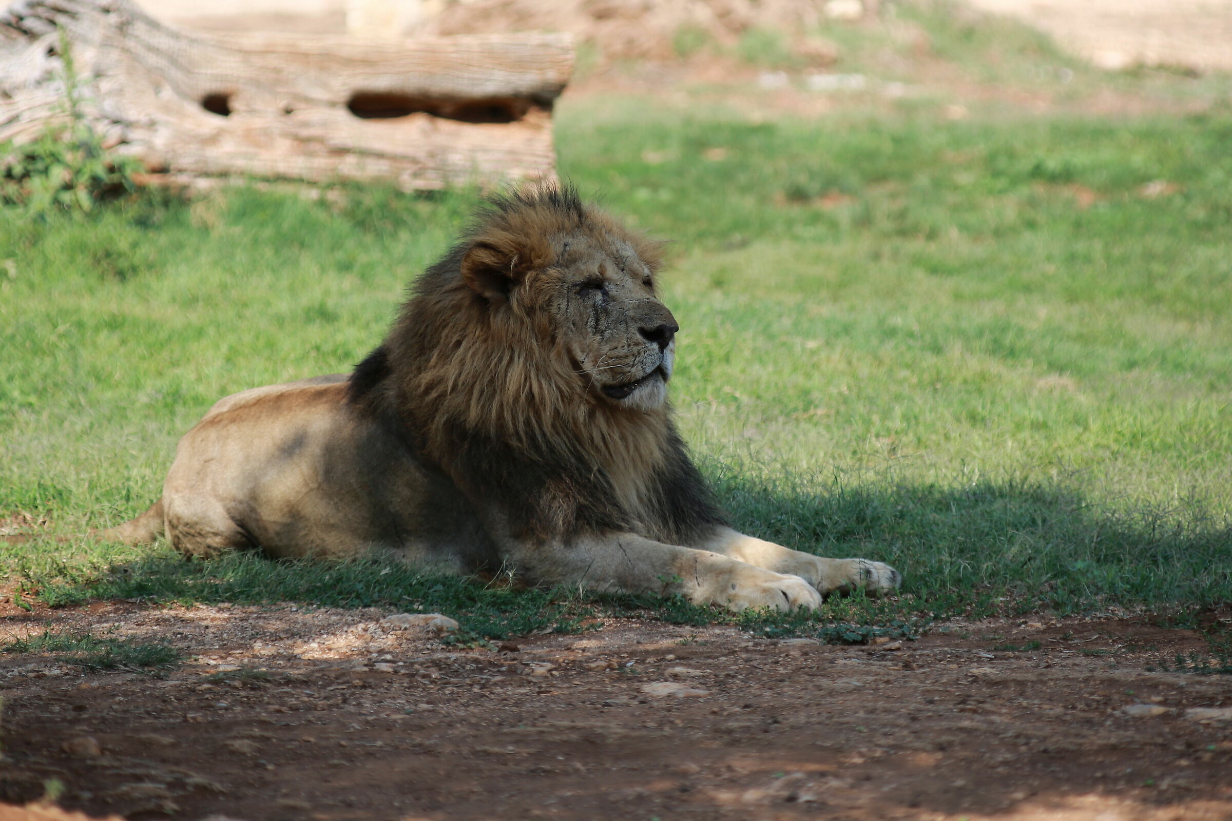 Fa un caldo africano...