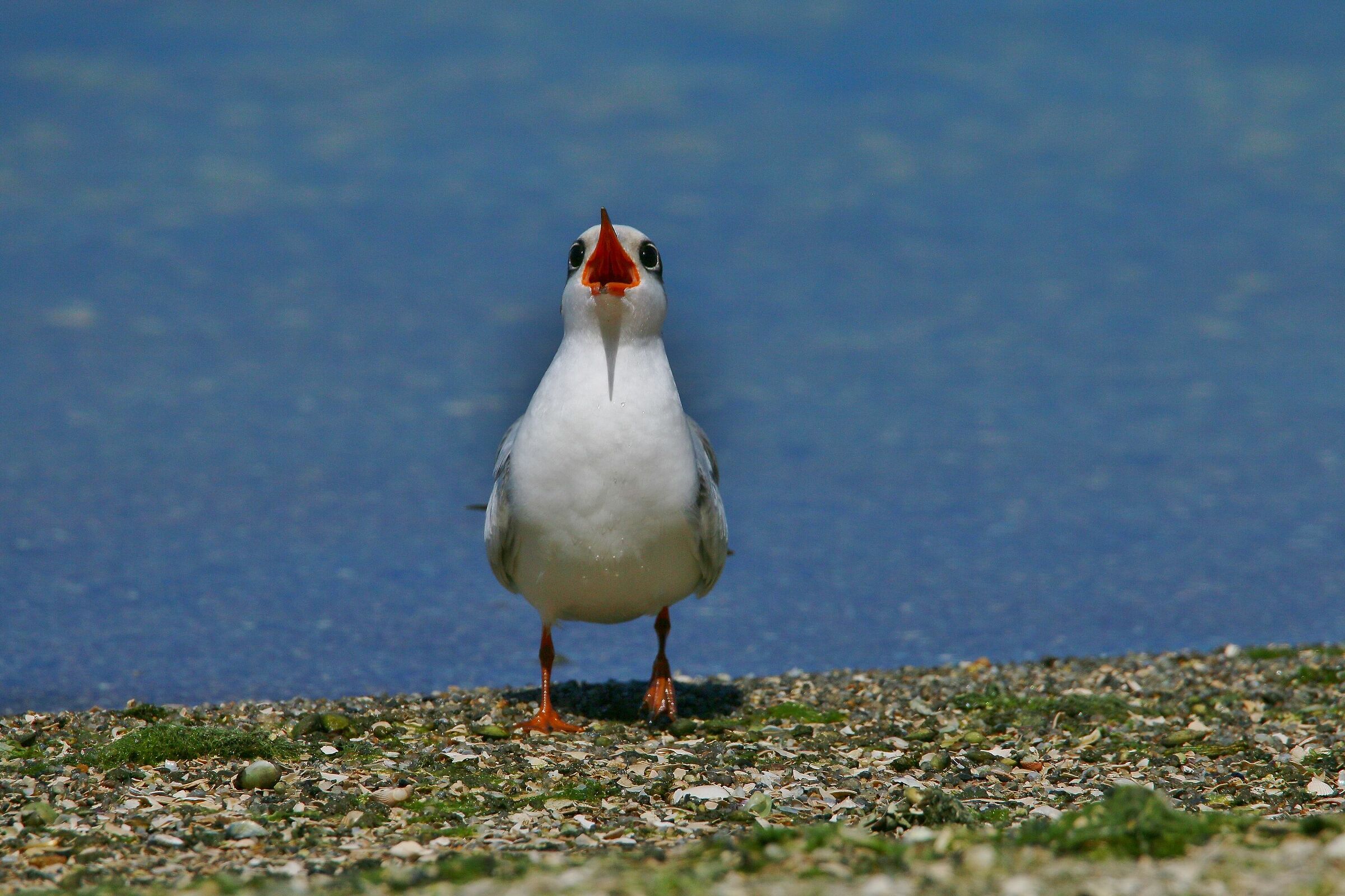 Aspettando l'imbeccata