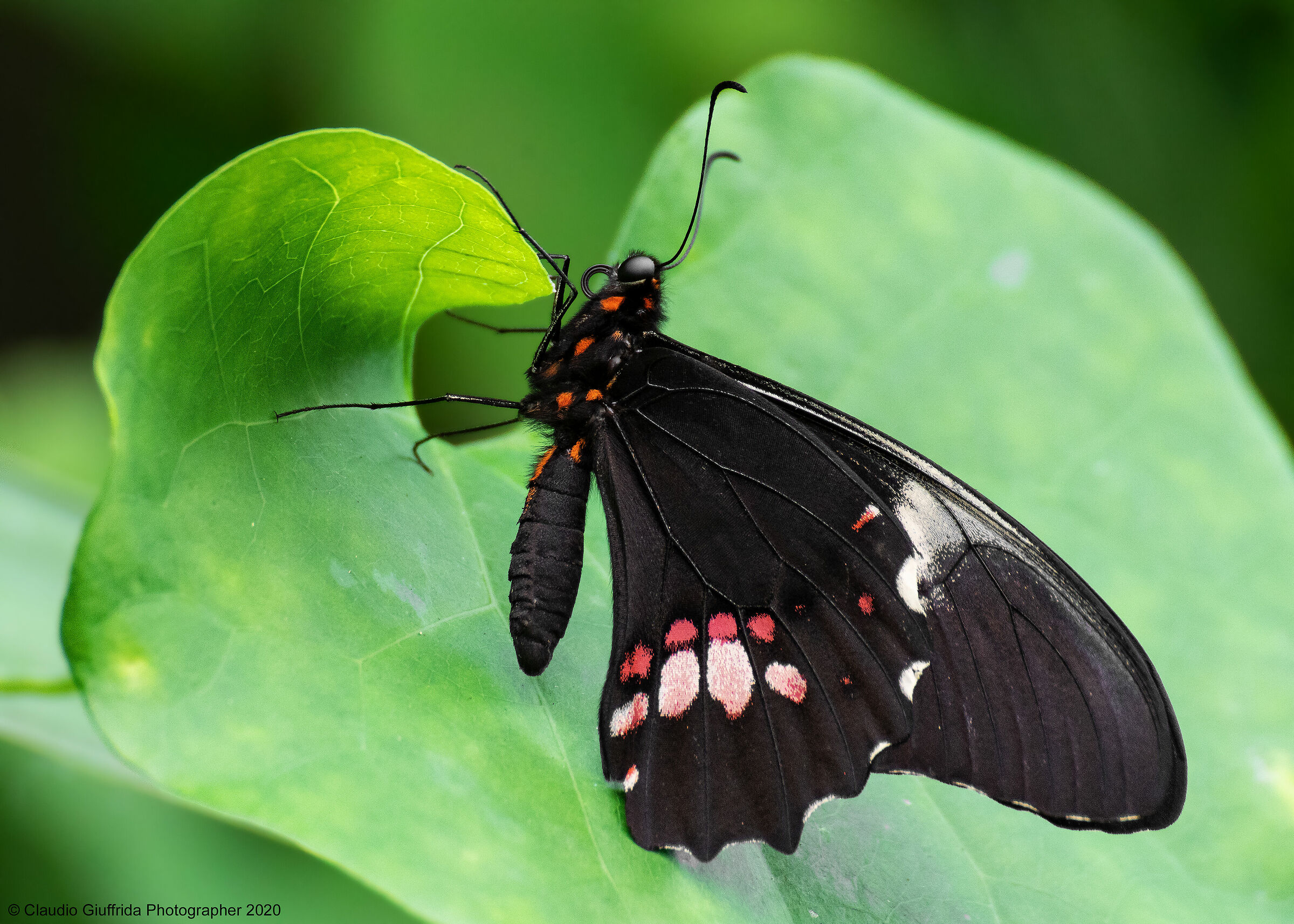Papilio anchisiades