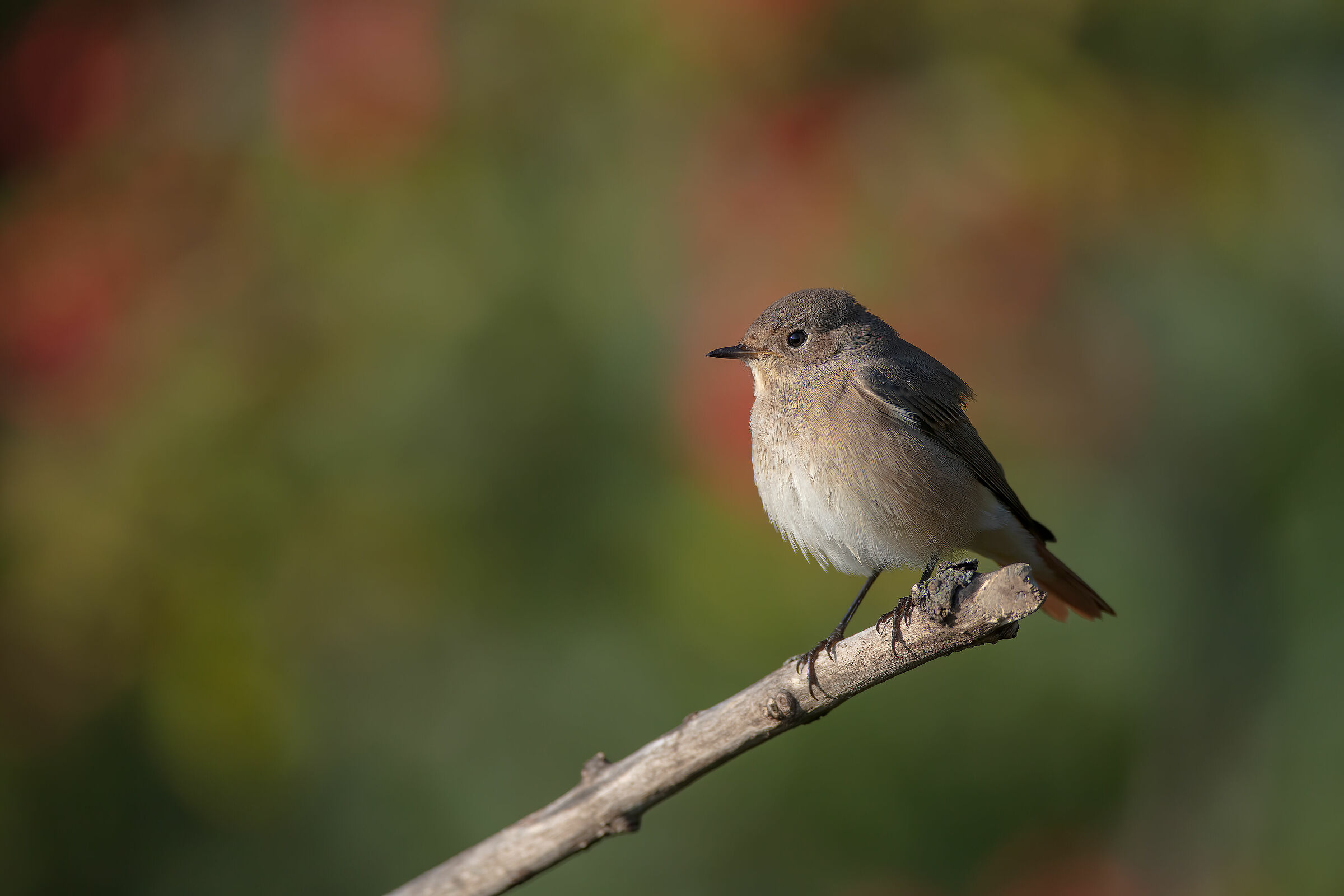 Codirosso (f) su sfondo di bacche del sorbo