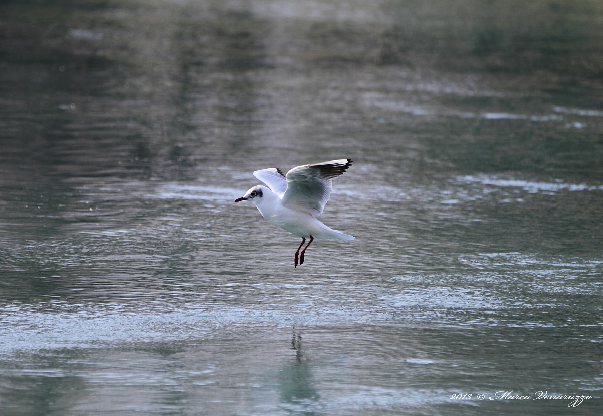 Volo