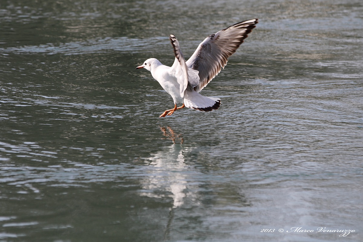 Volo