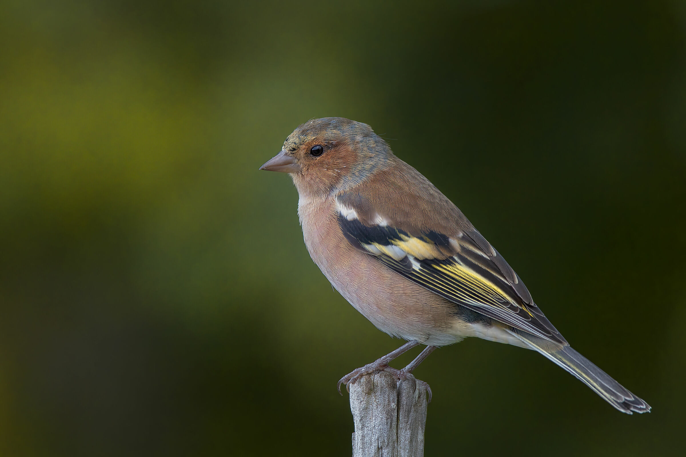 Fringuello maschio juv.