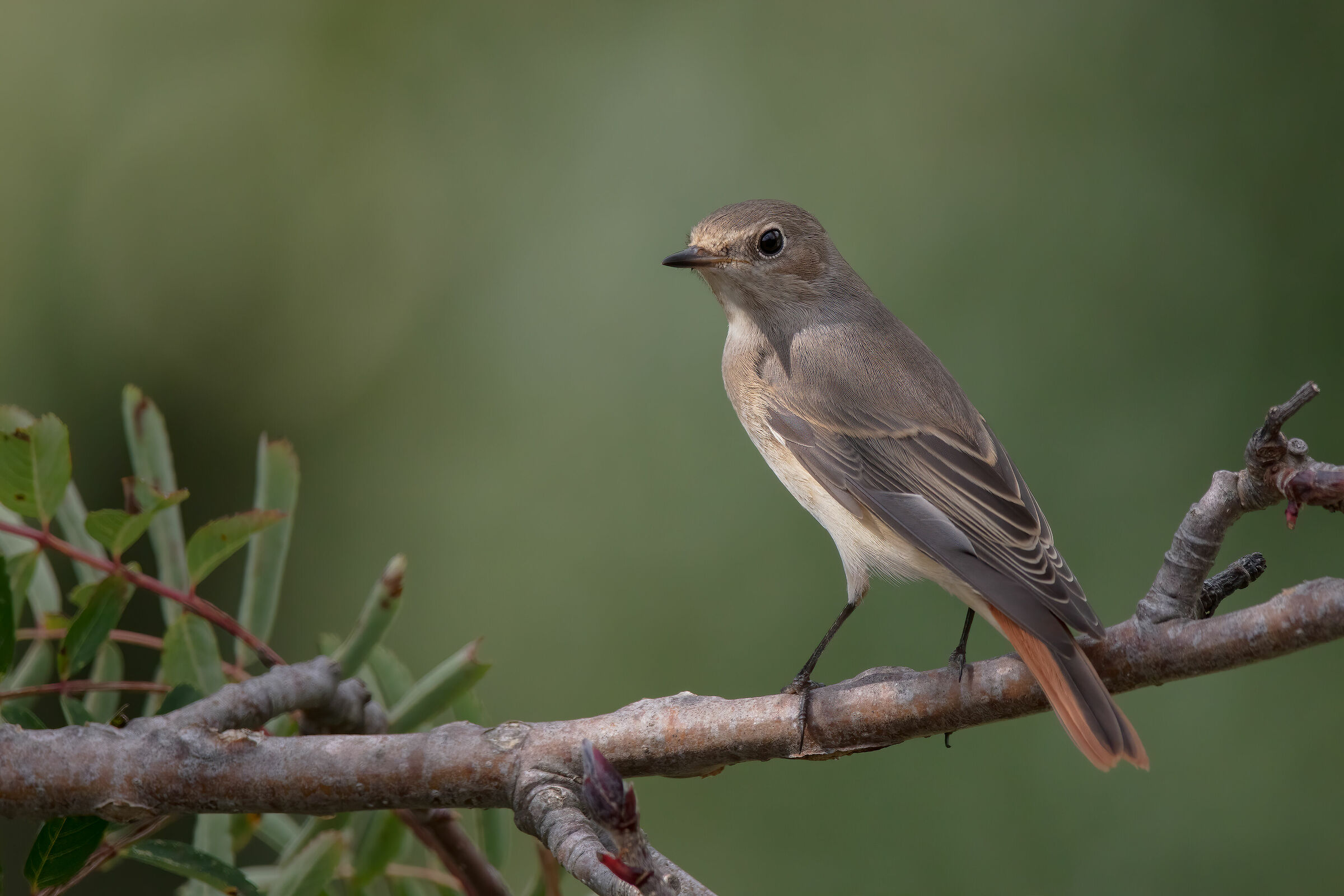 Codirosso comune (f)