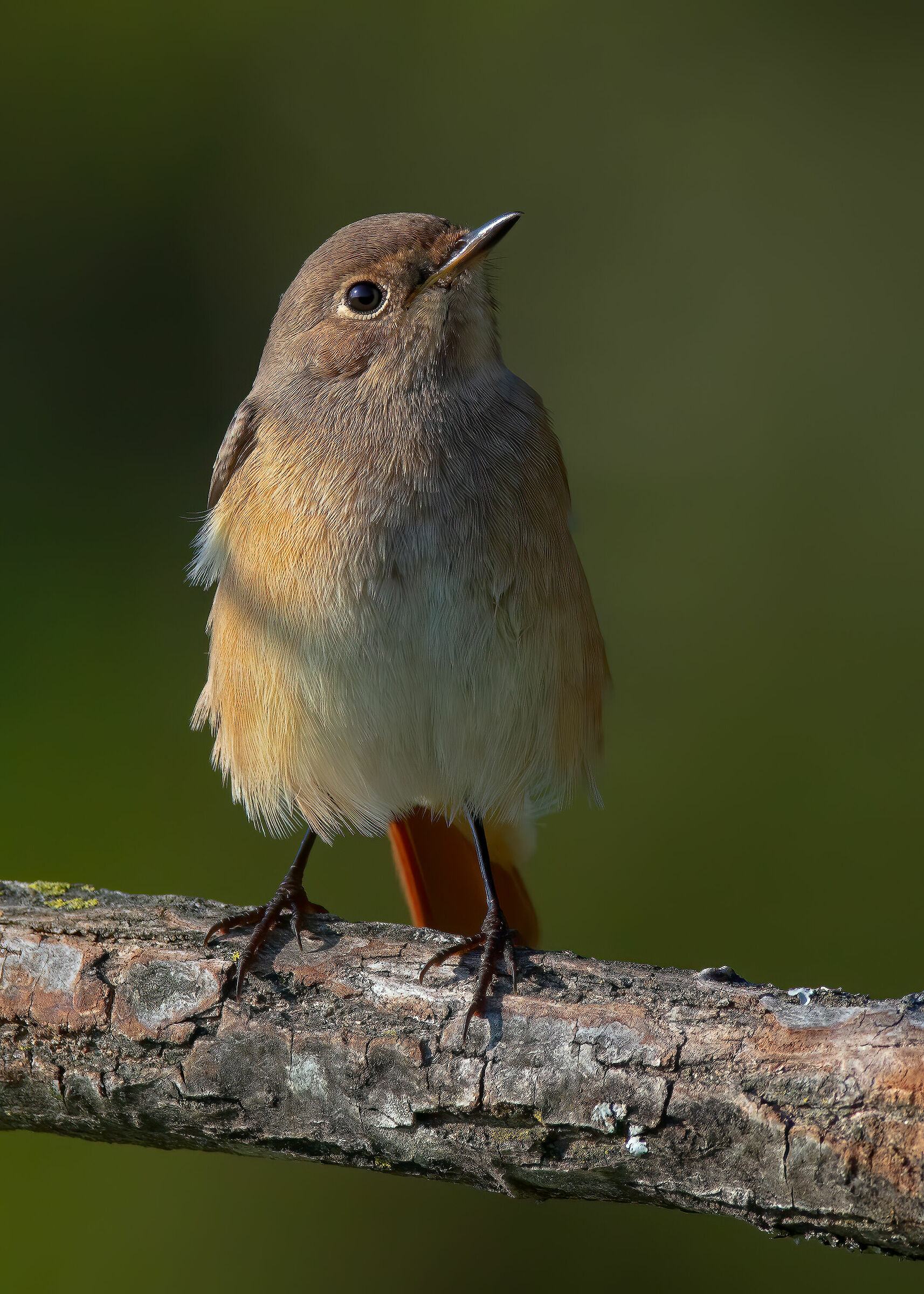 Codirosso comune (f)