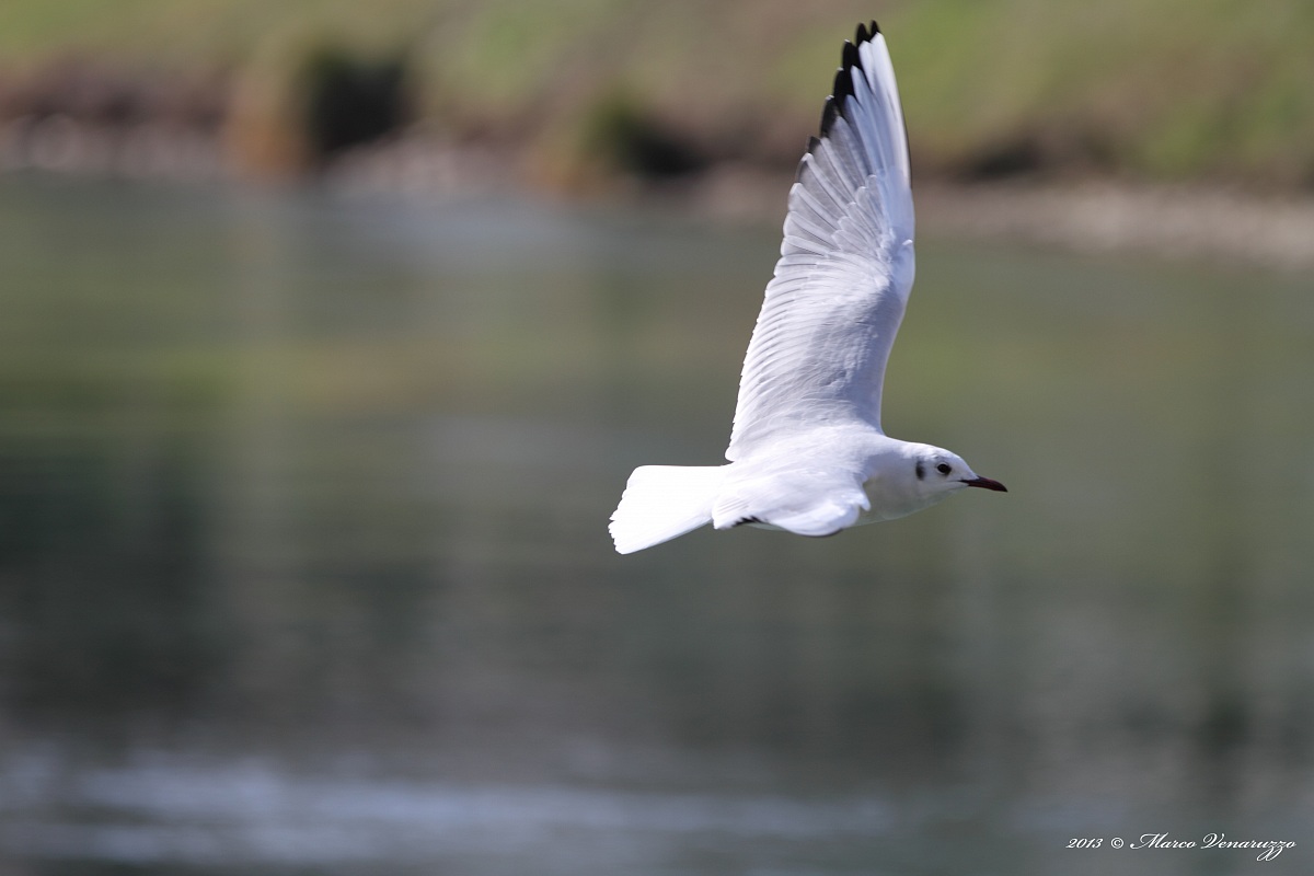 Volo