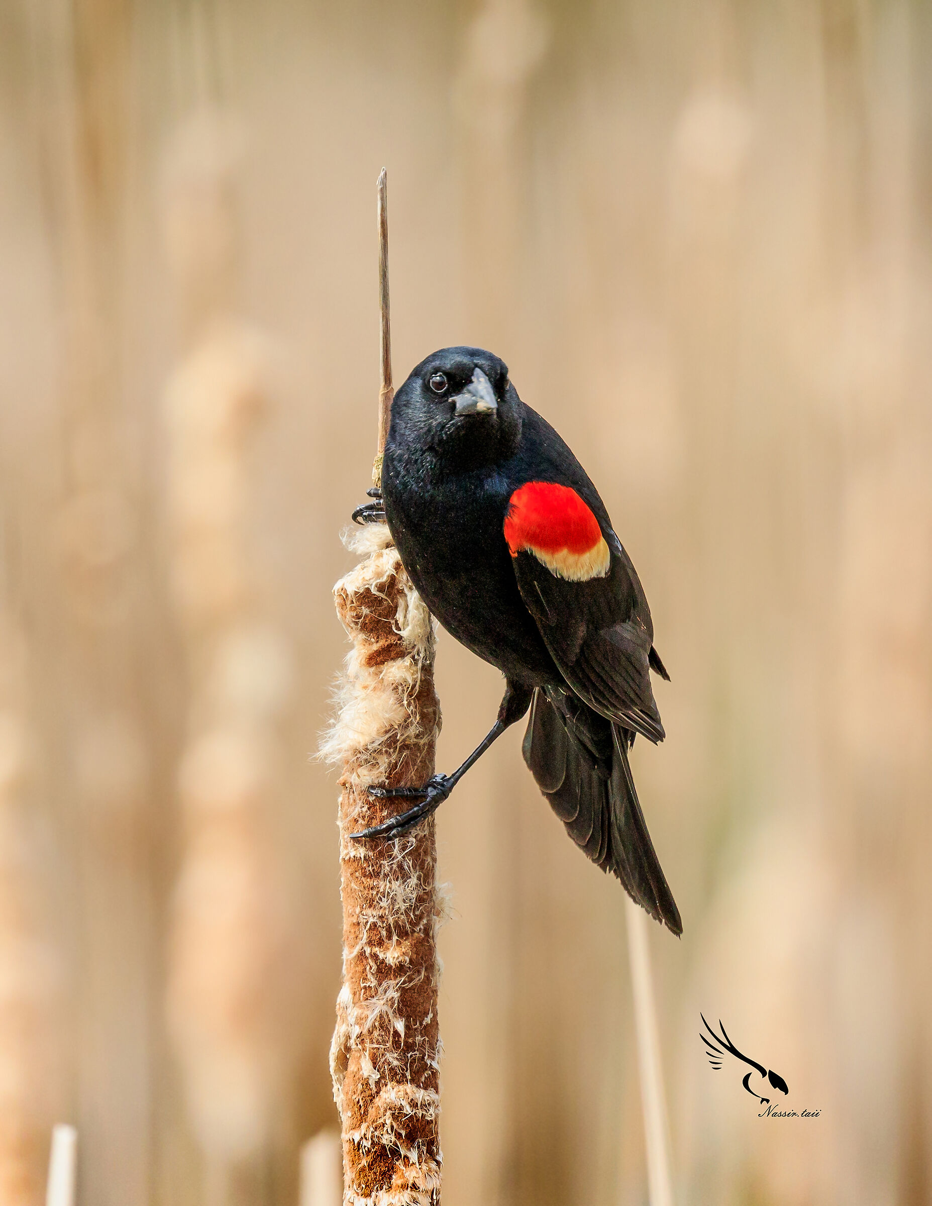 Merlo dalle ali rosse