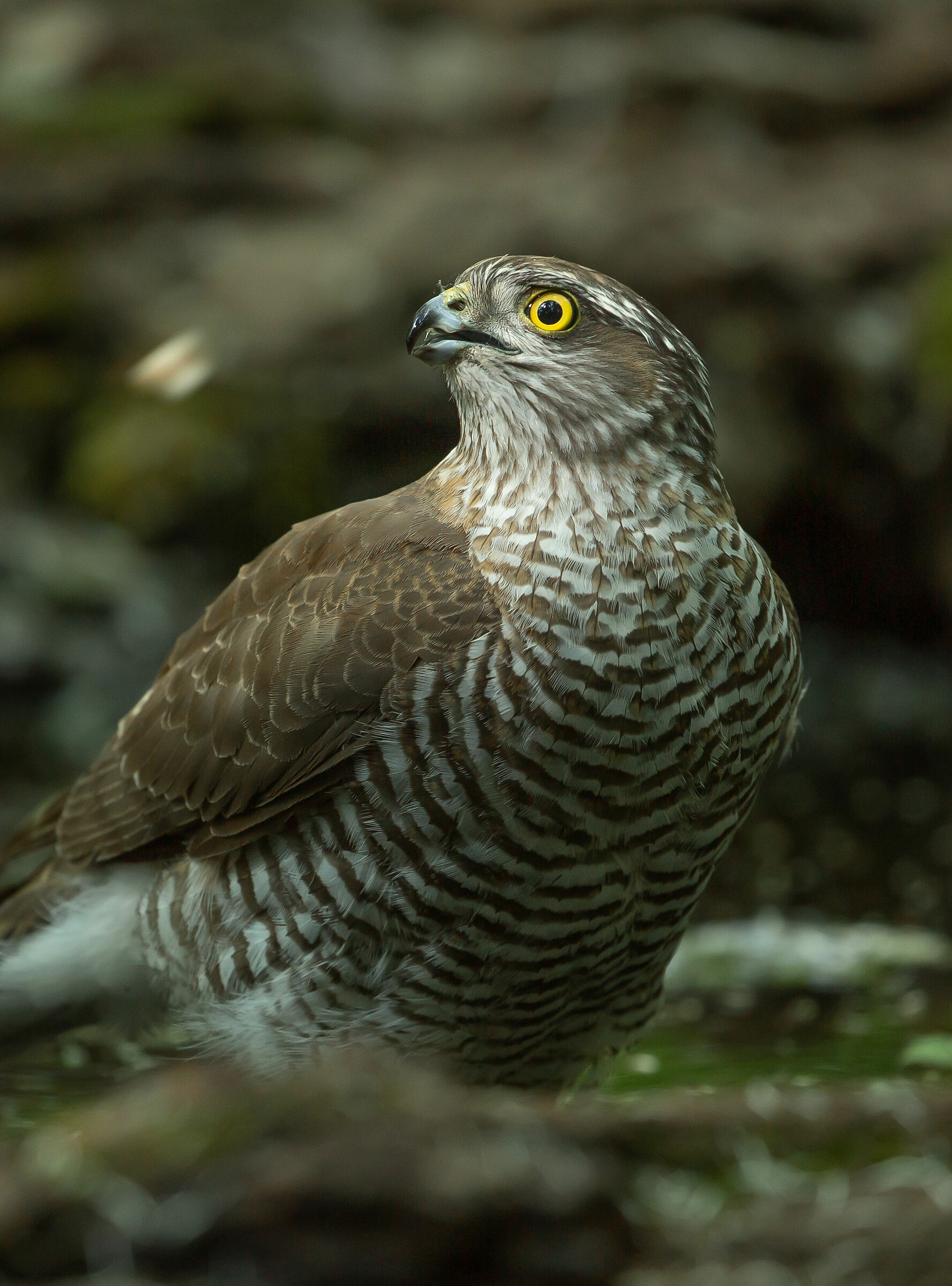 Spaviero alla mia pozza in citta