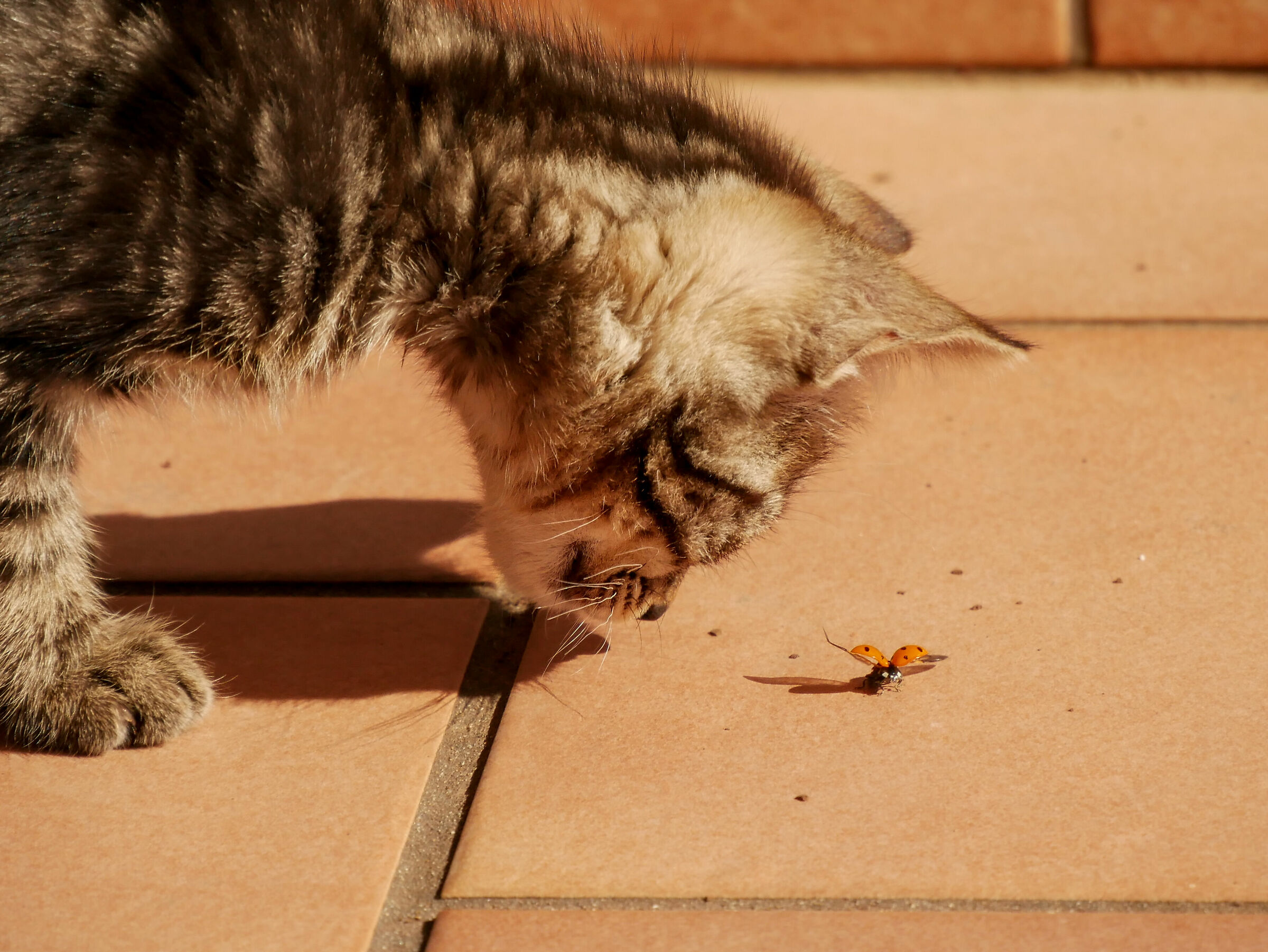 The kitten and the ladybug
