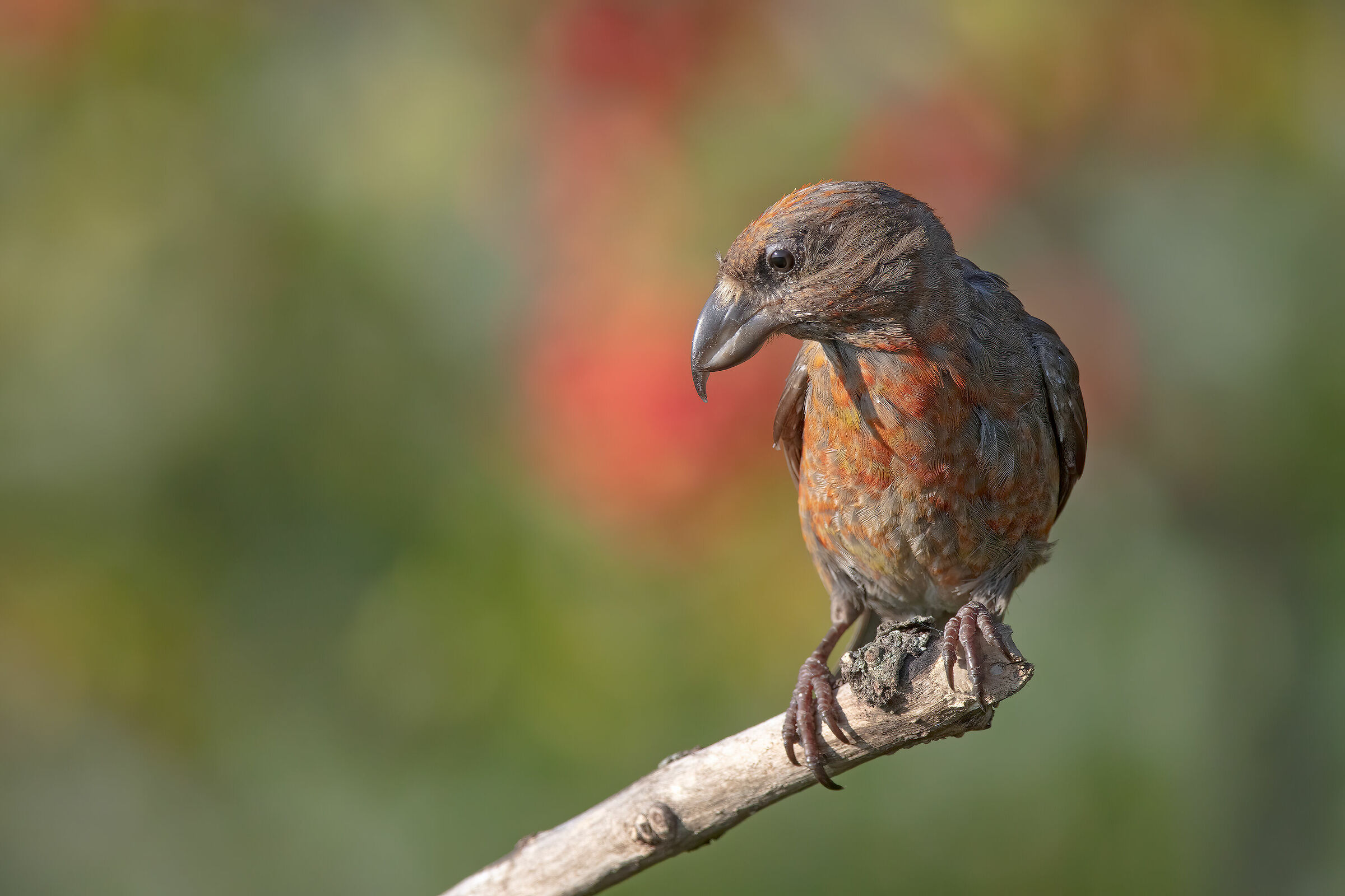 Crociere maschio juv.