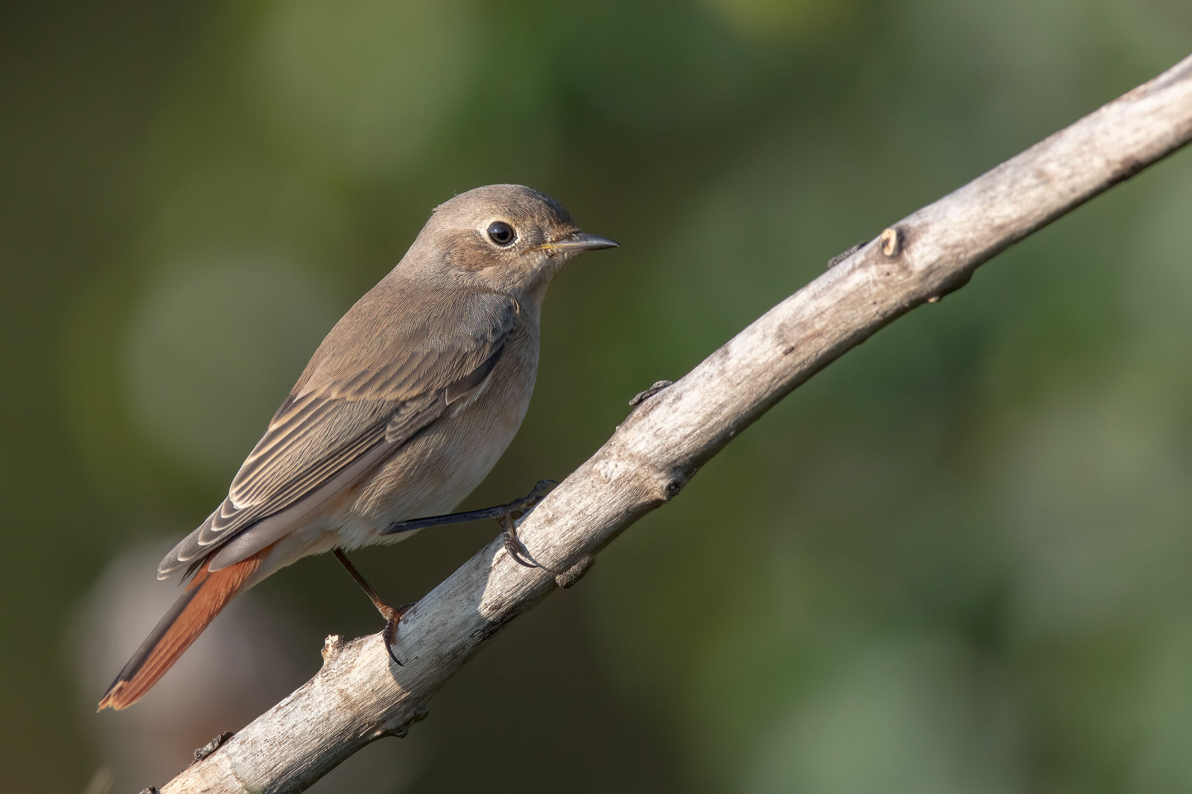 Codirosso comune (f)