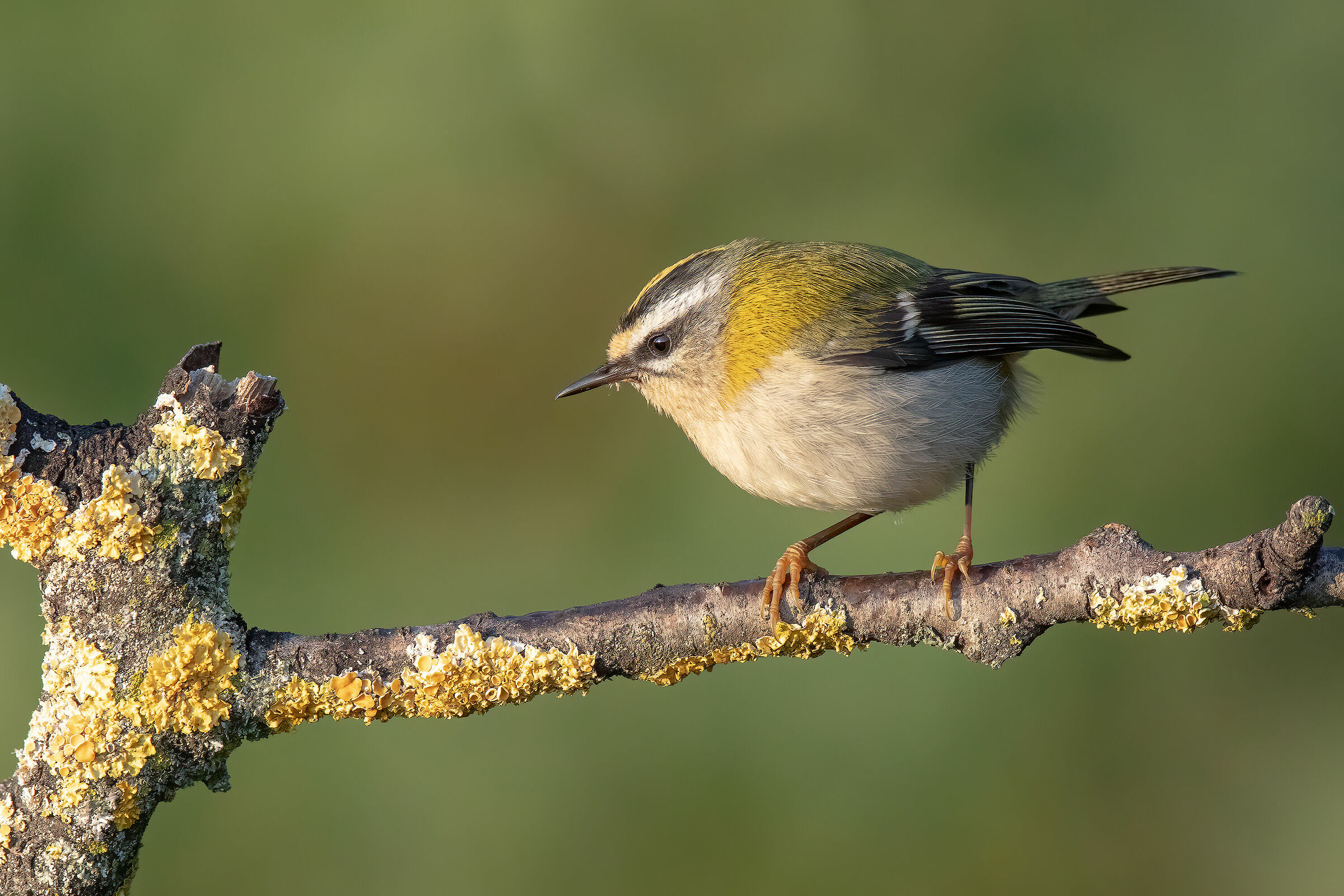 Fiorrancino, 5 grammi di vivacità!