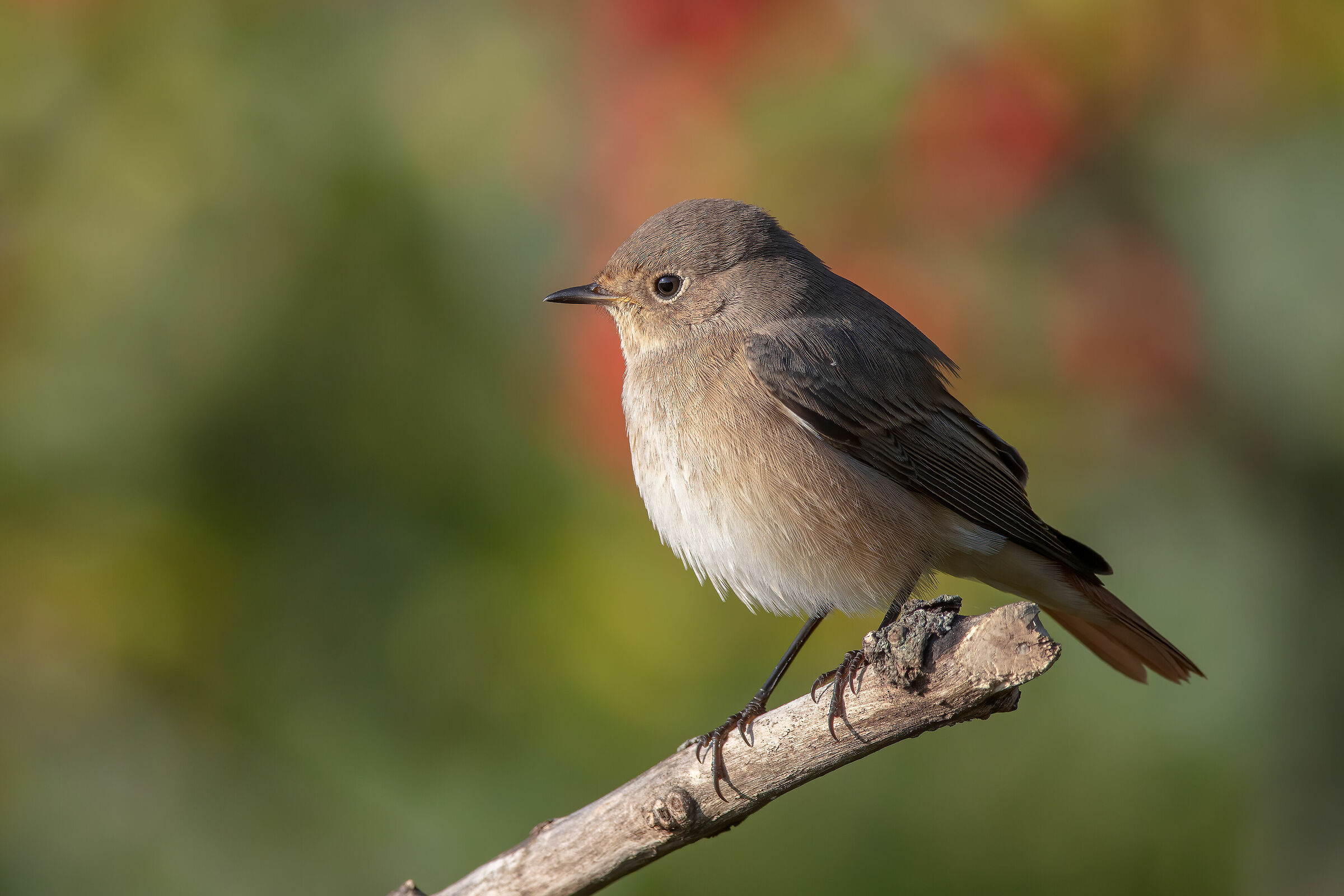 Codirosso comune (f)