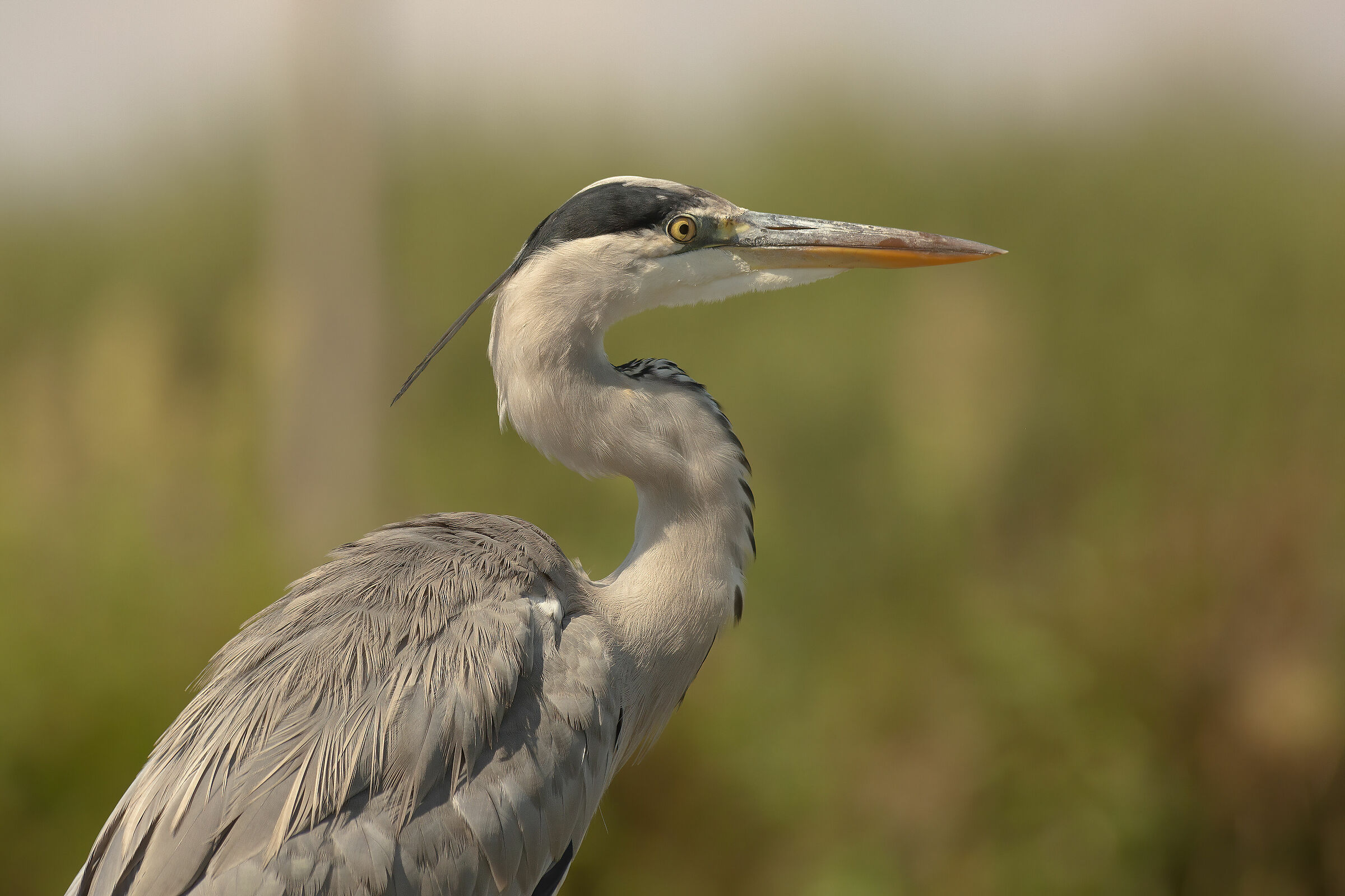 It doesn't go into my sensor.