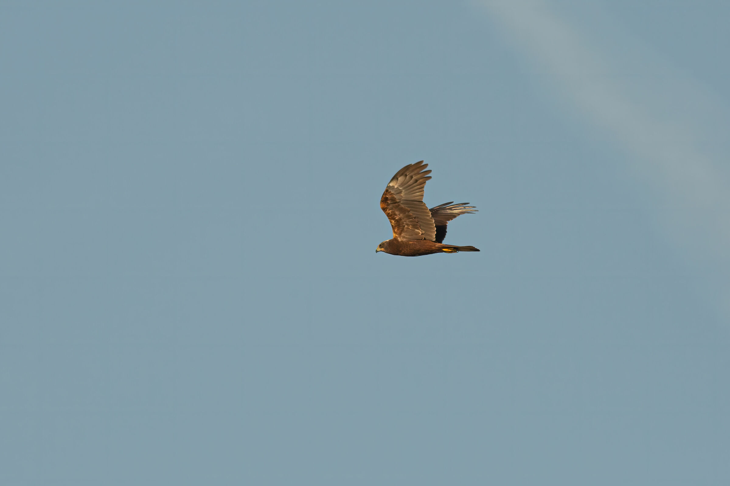 Falco di palude