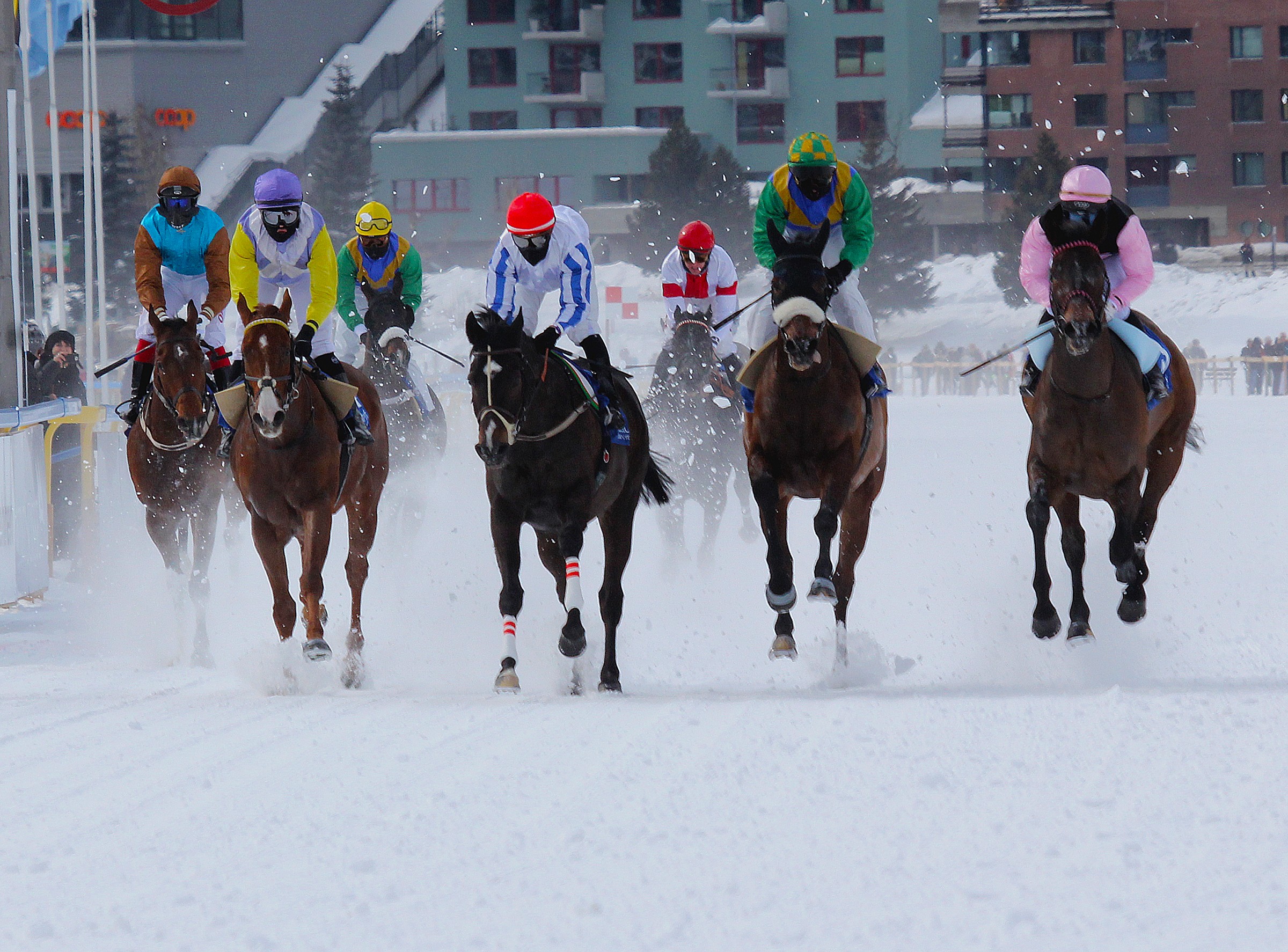 White Turf St Moritz gallop