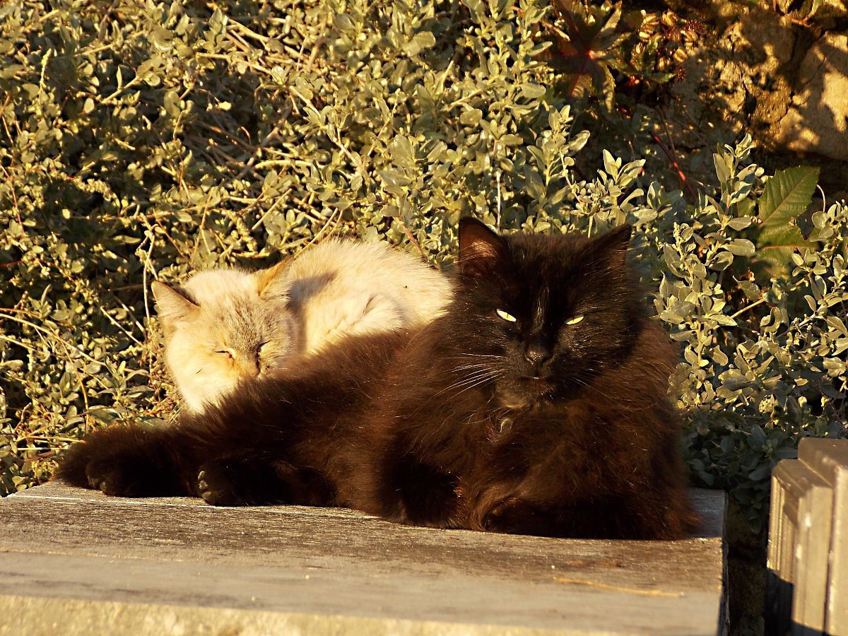 Cruogiolarsi al sole...