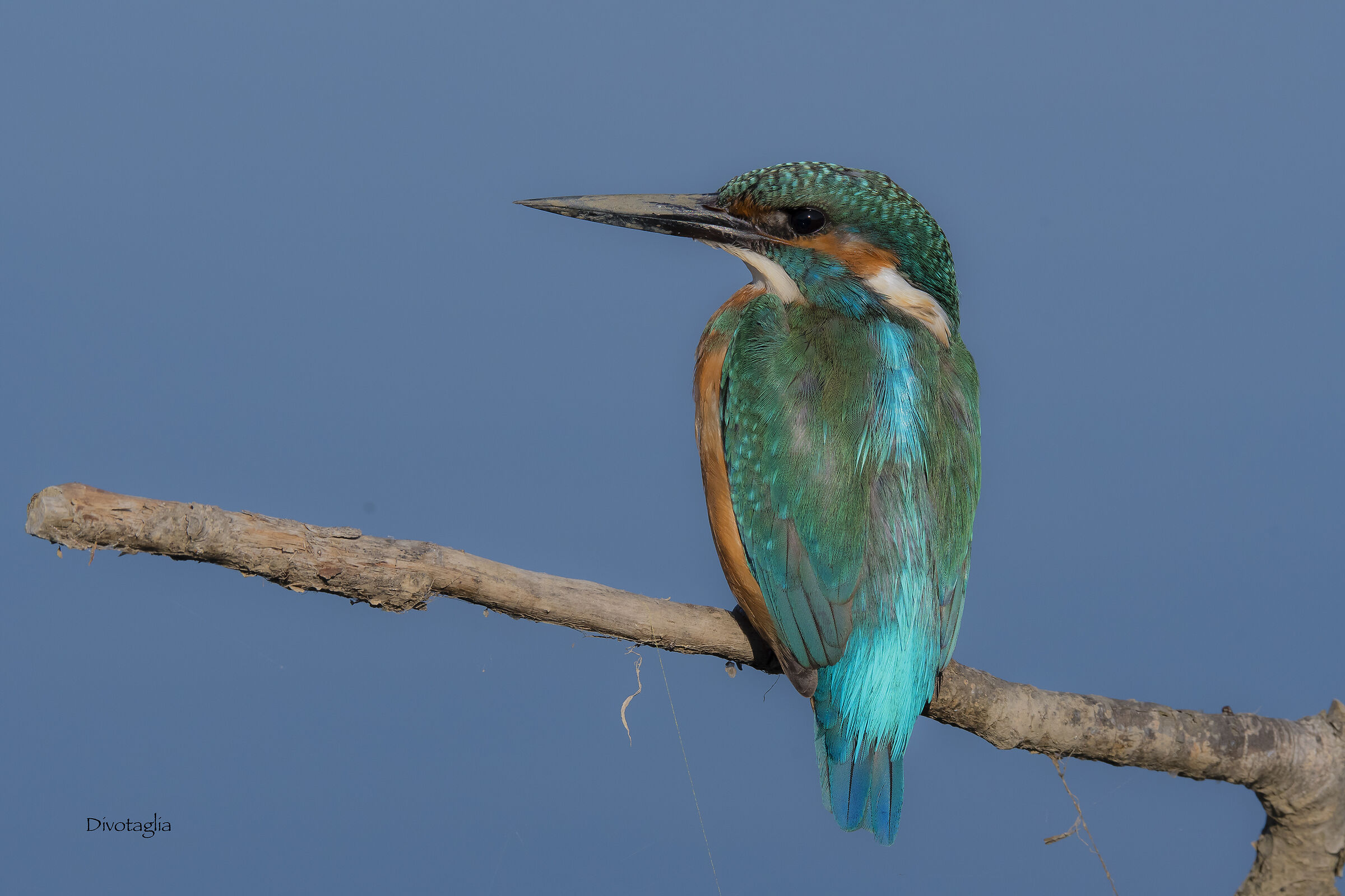 Young Male by Martin Fisher