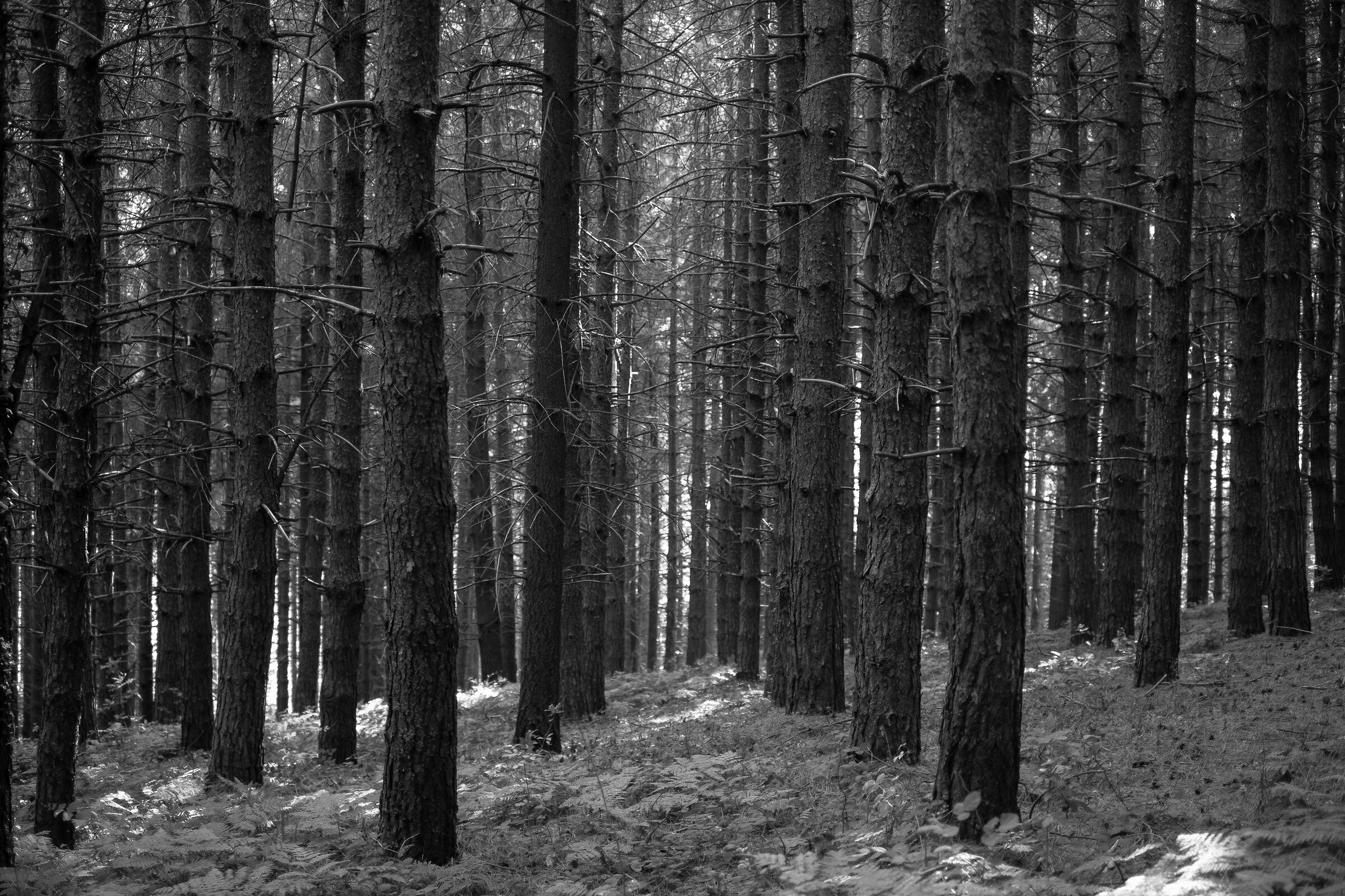 the dance of reality 2