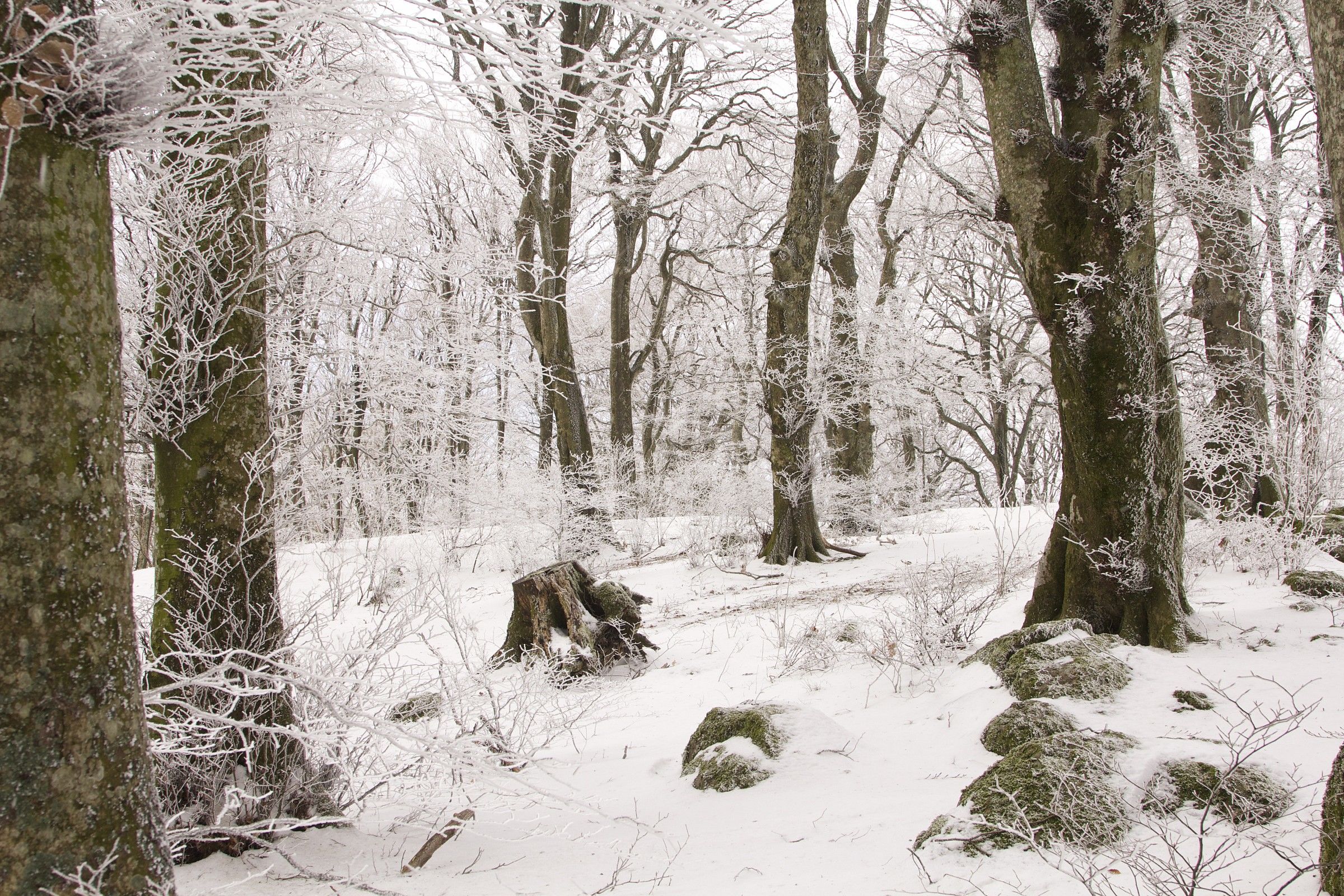 the forest of the elves