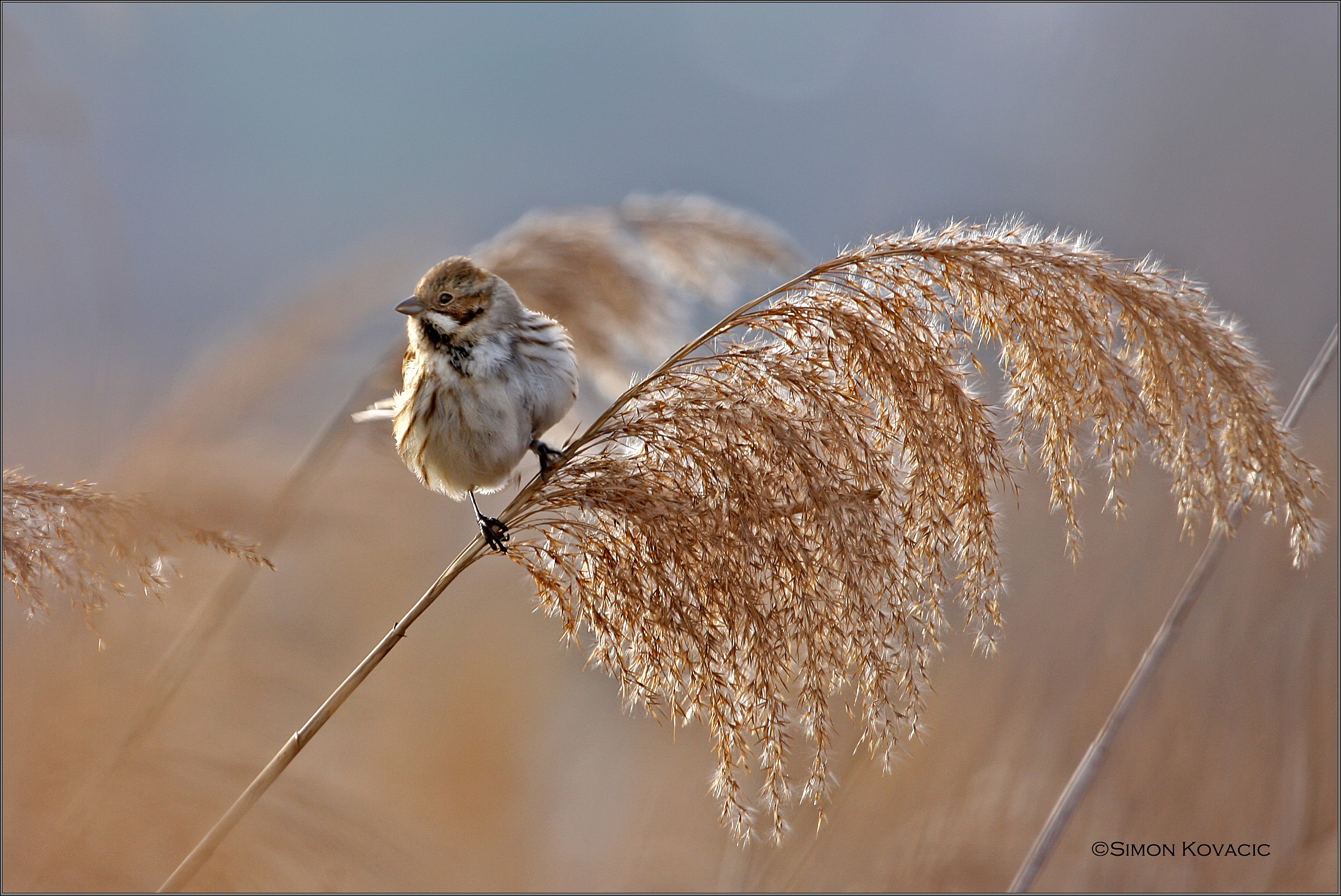 Emberiza schoeniclus