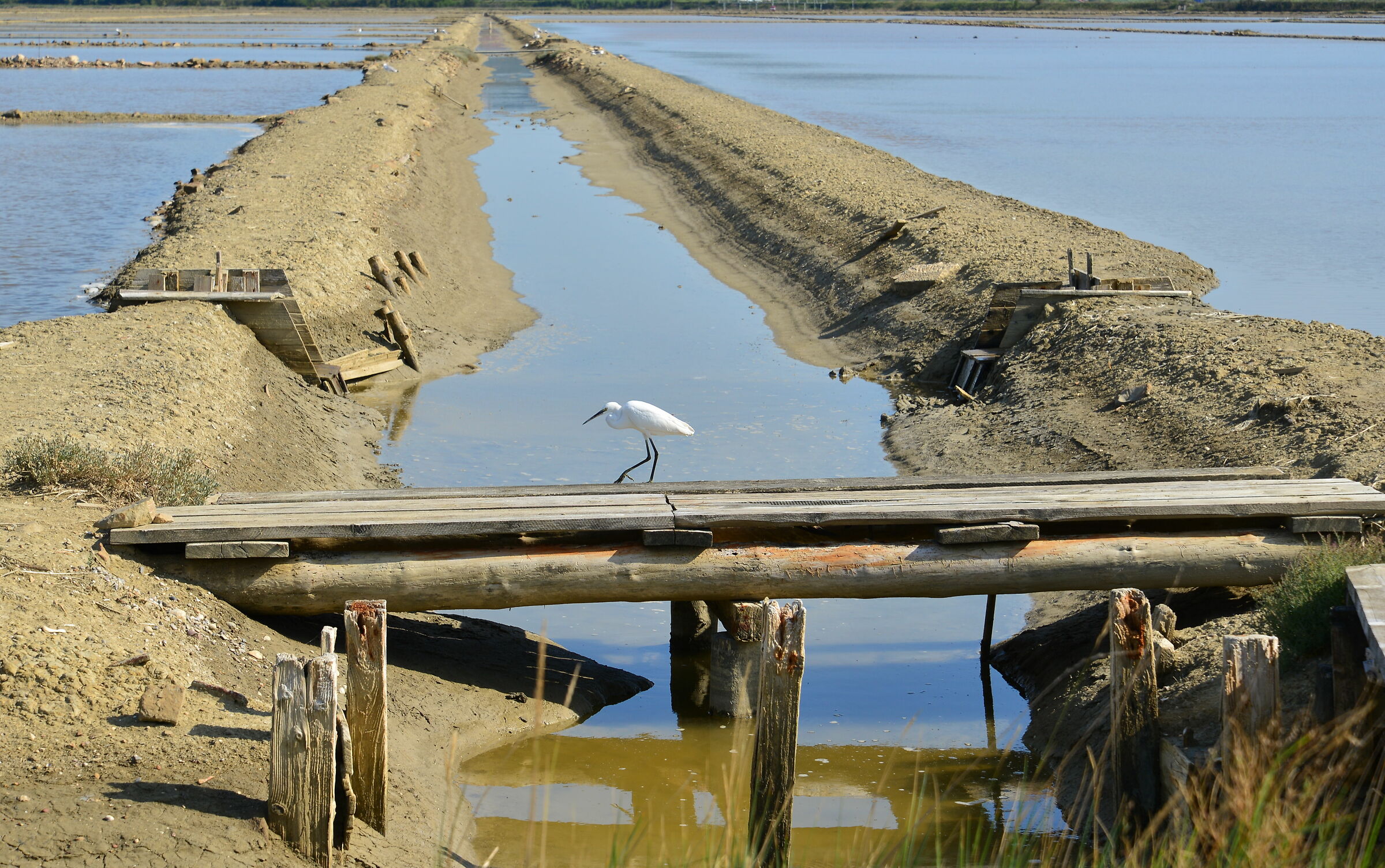 Oggi vado a piedi..!