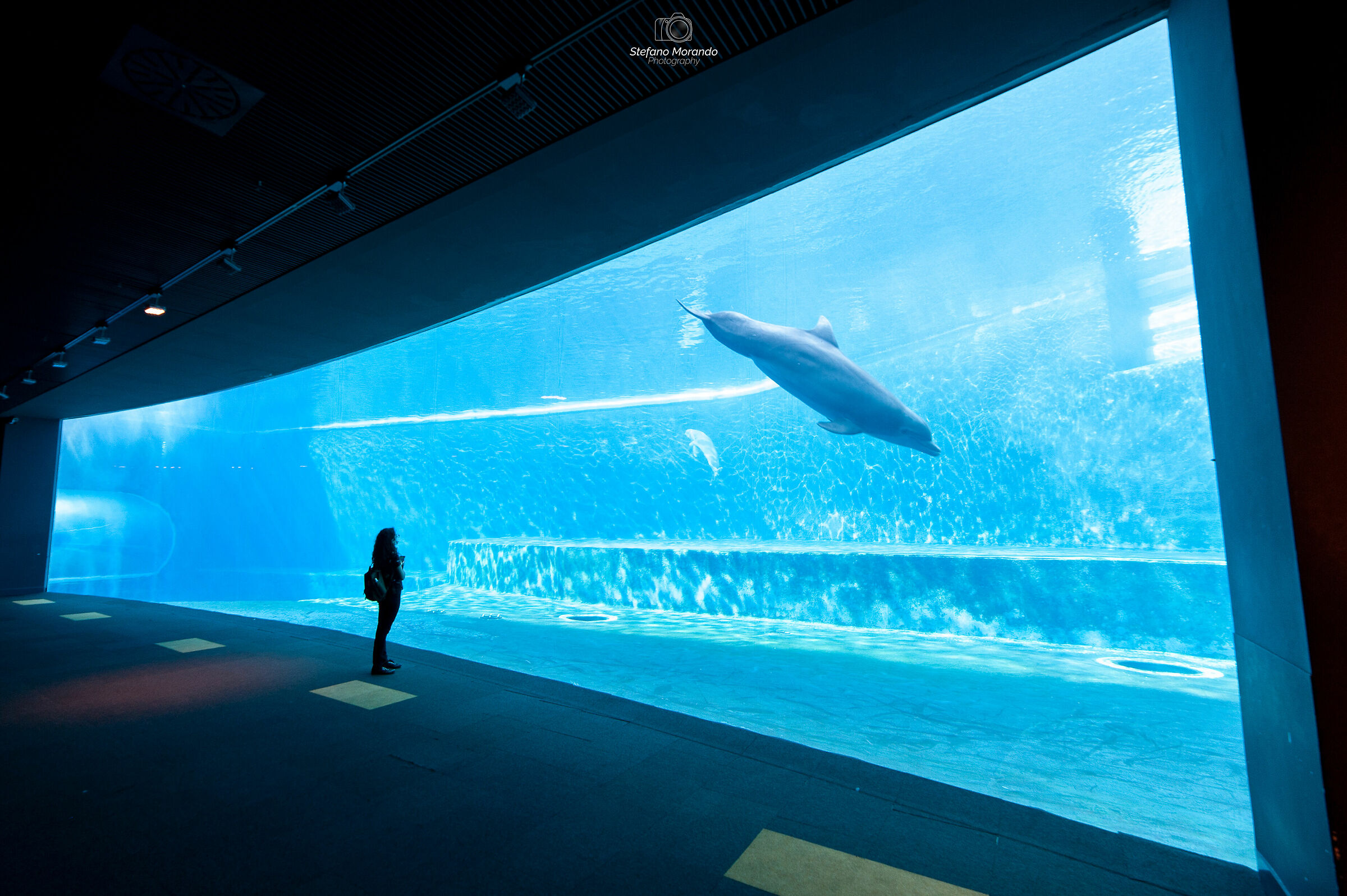 In visita all'acquario di Genova
