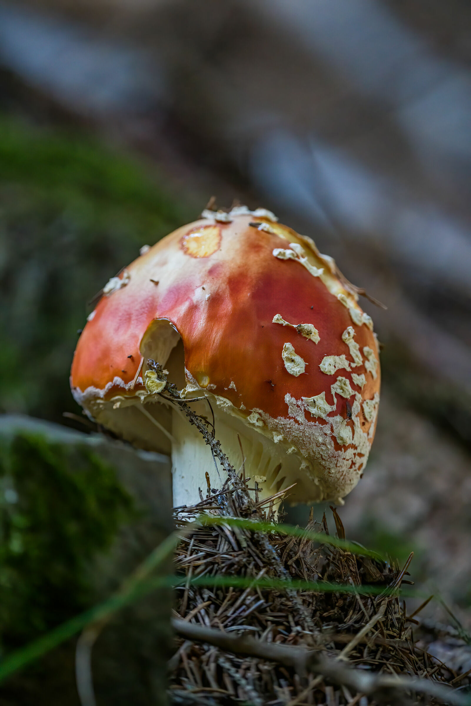 Amanita