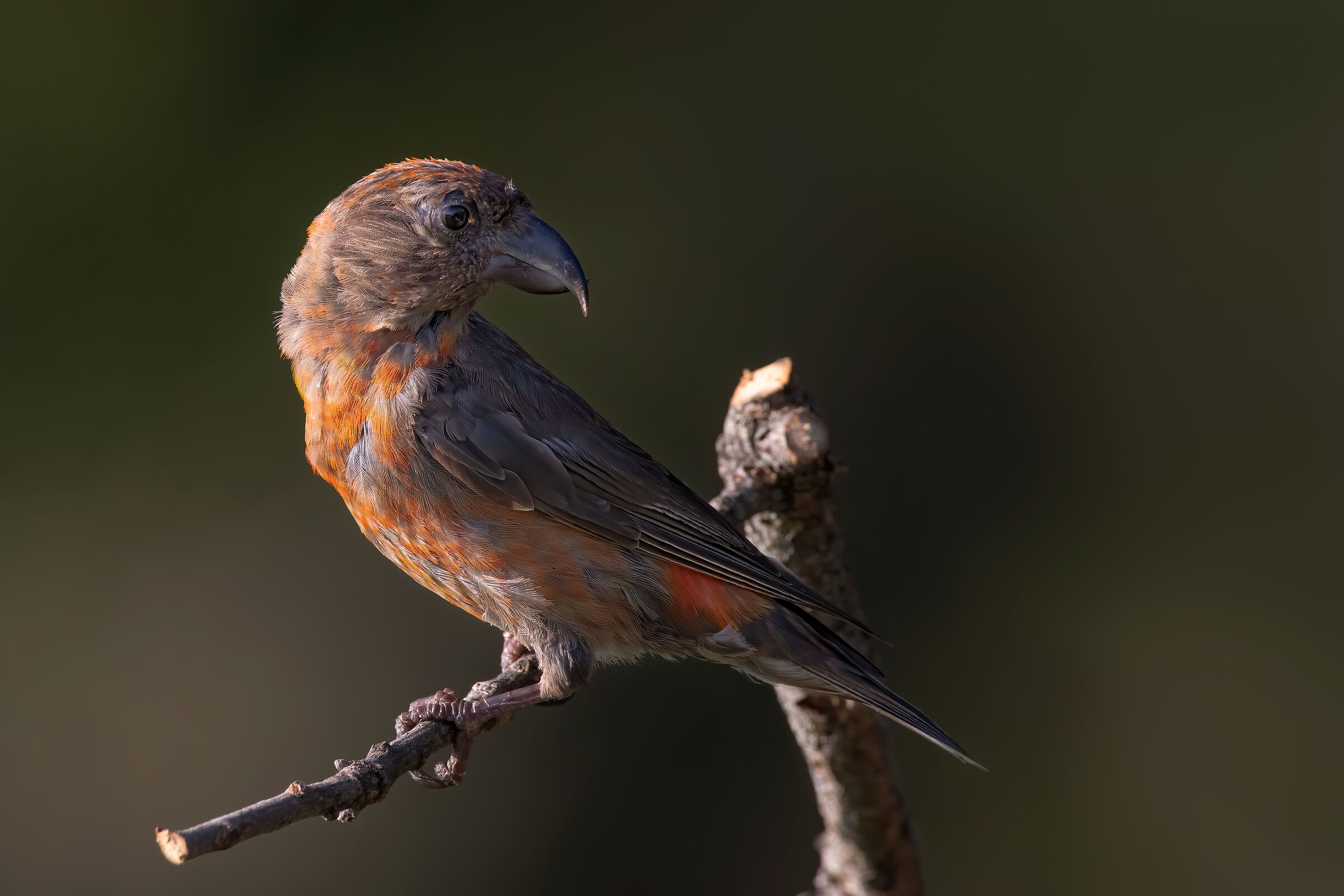 Crociere &male; juv.