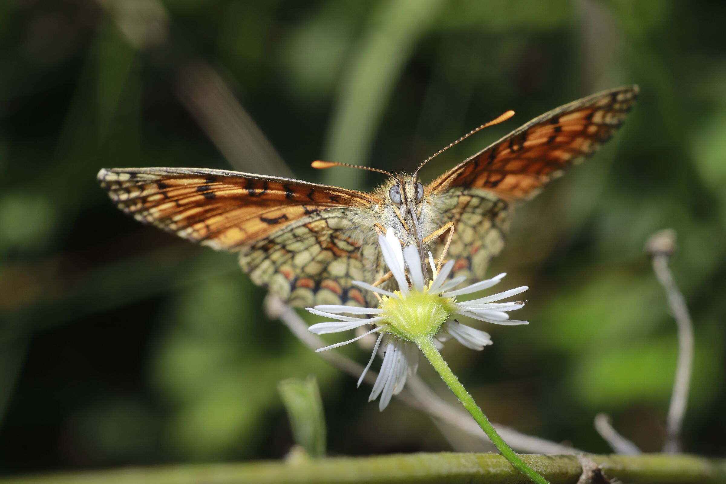 a face-to-face butterfly Melitae athalia 3/09/2020