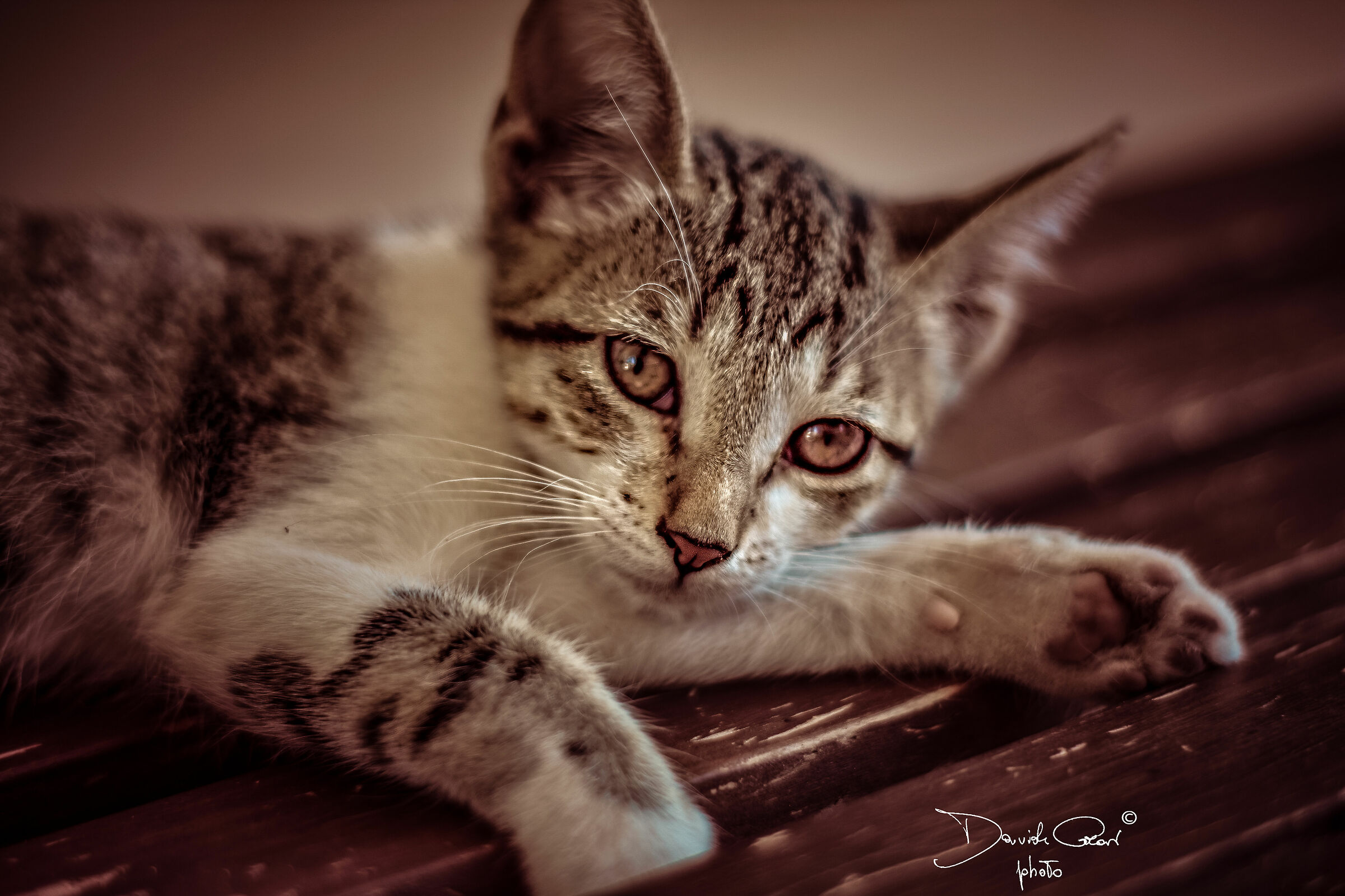 new entry... Trilly, New1000