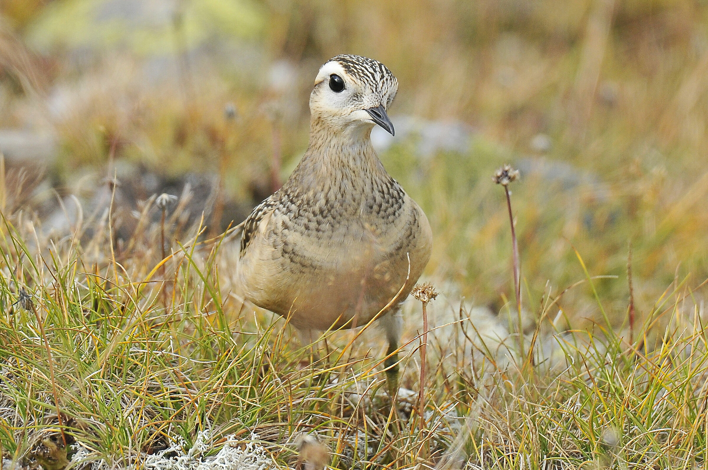 Piviere tortolino (Dotterel)