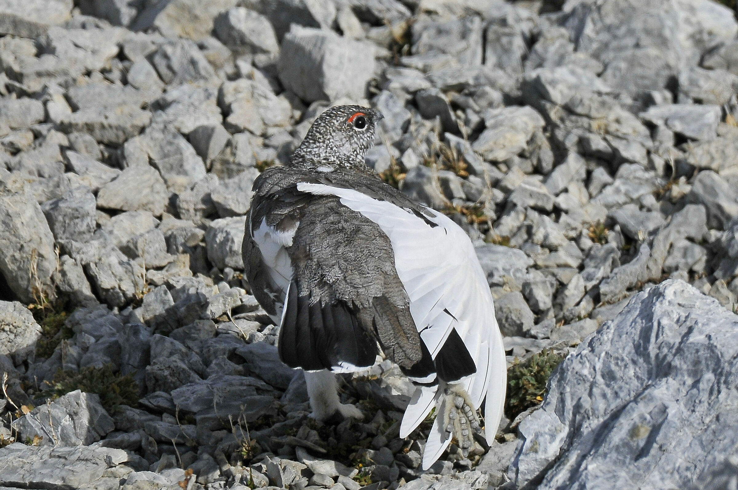 White partridge (rock ptarmigan)