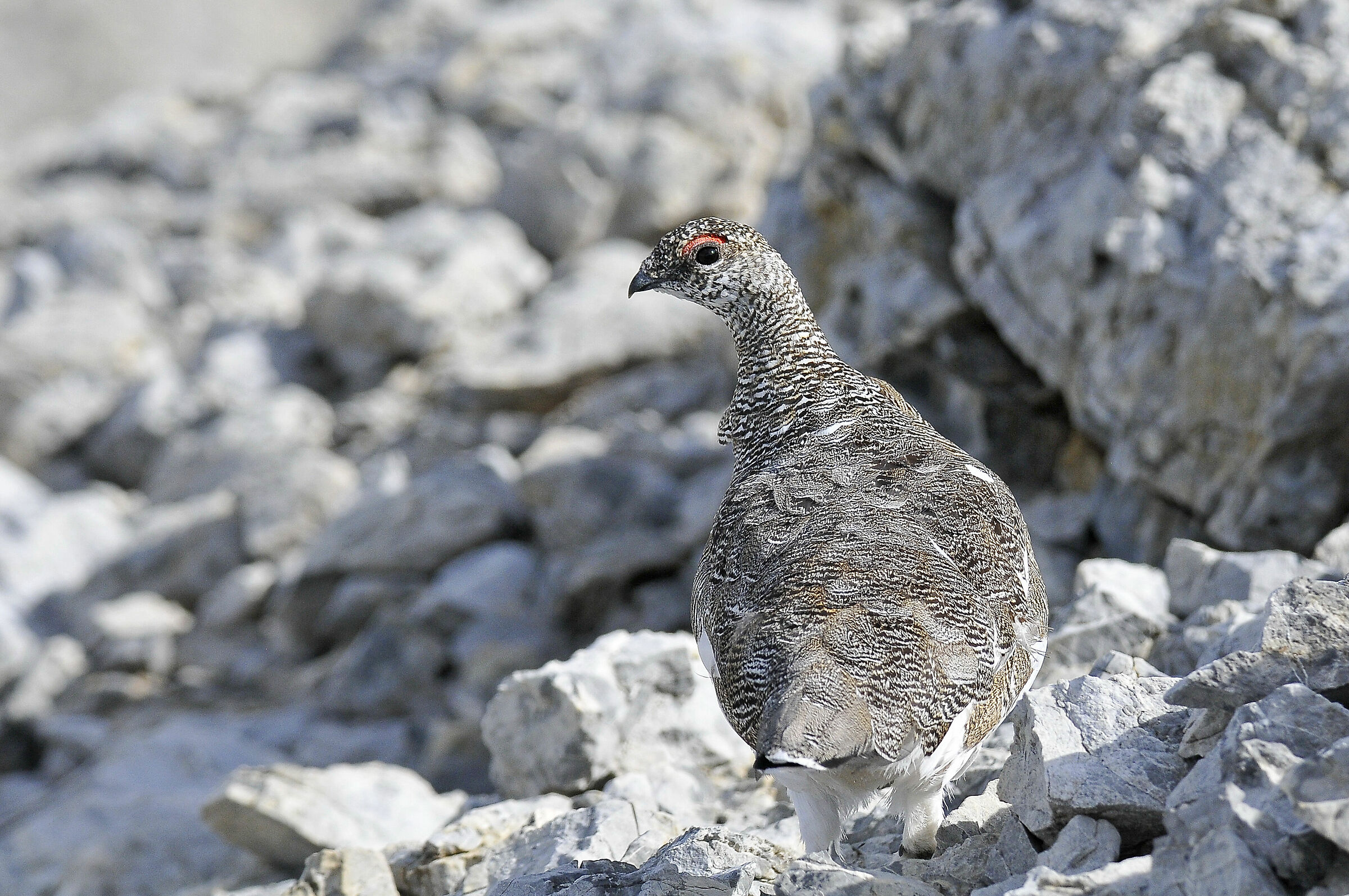White partridge (rock ptarmigan)
