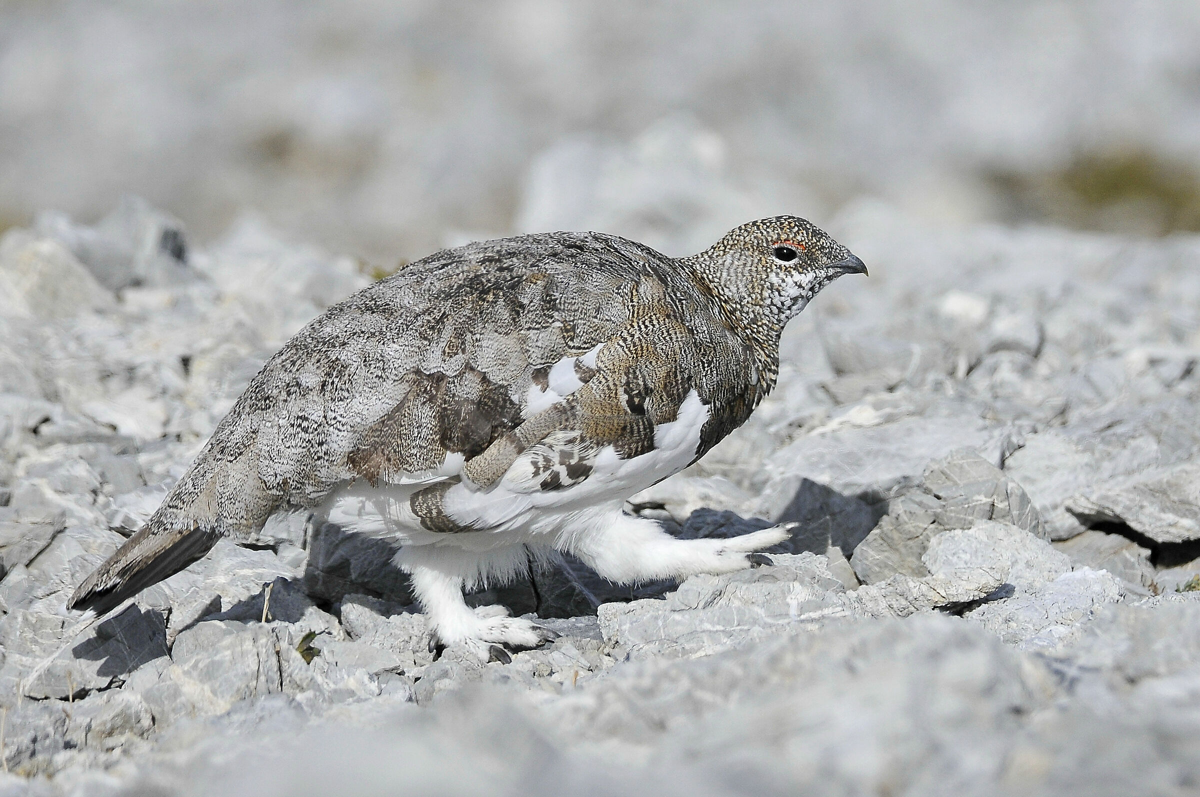 White partridge (rock ptarmigan)