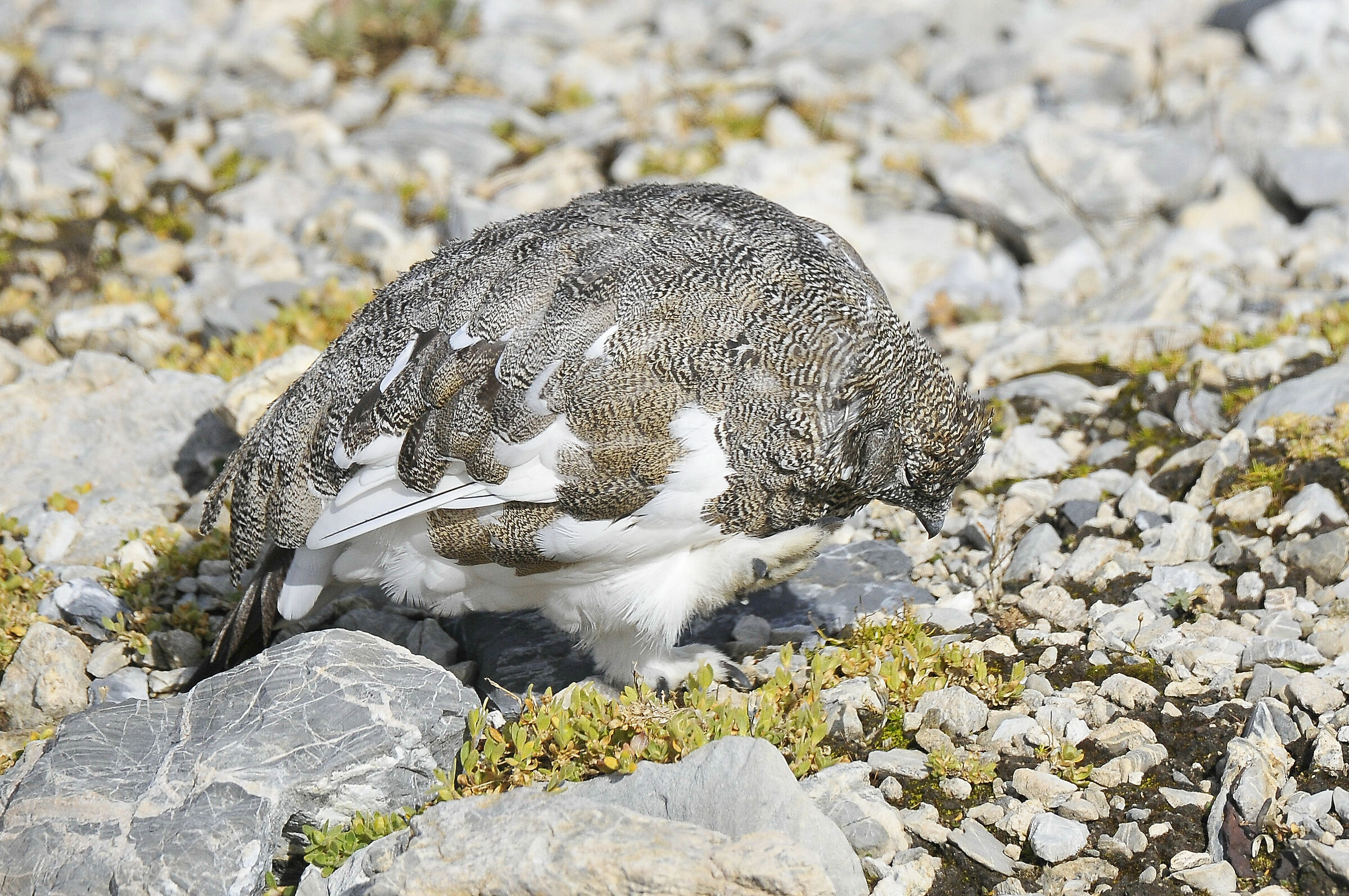 White partridge (rock ptarmigan)