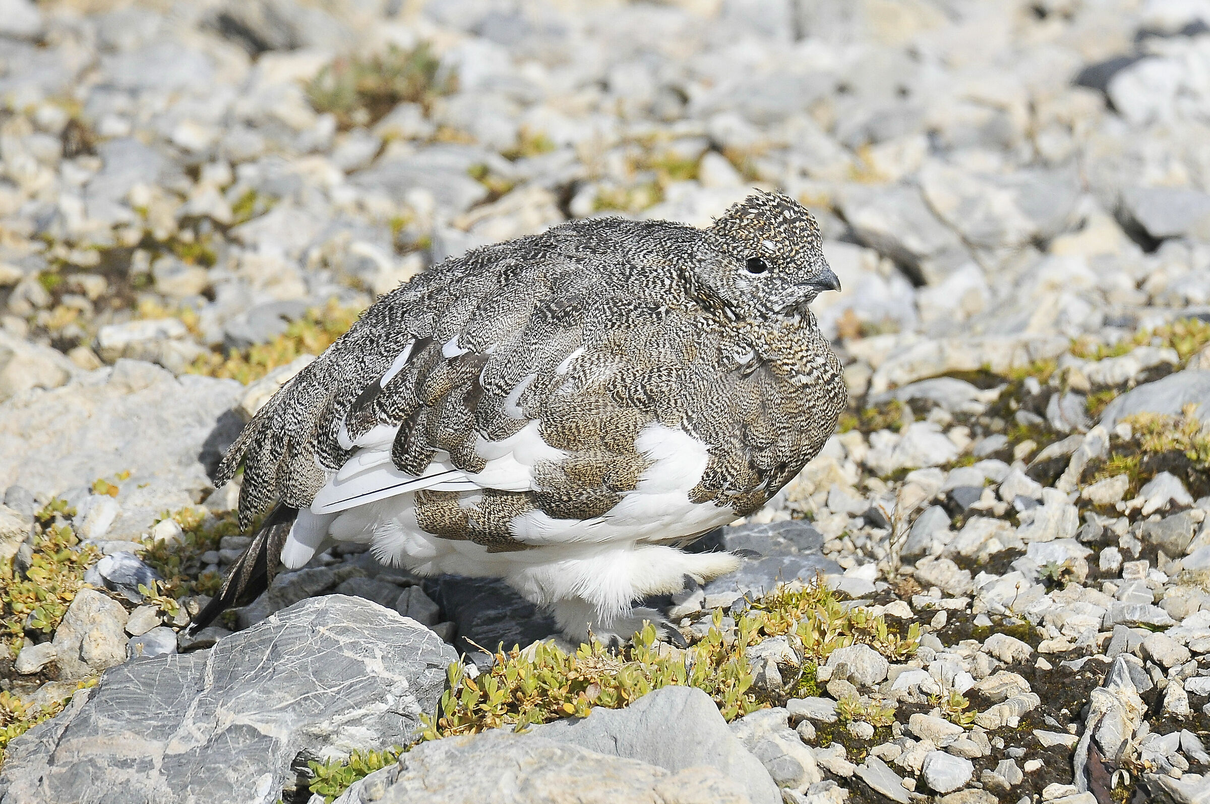 White partridge (rock ptarmigan)
