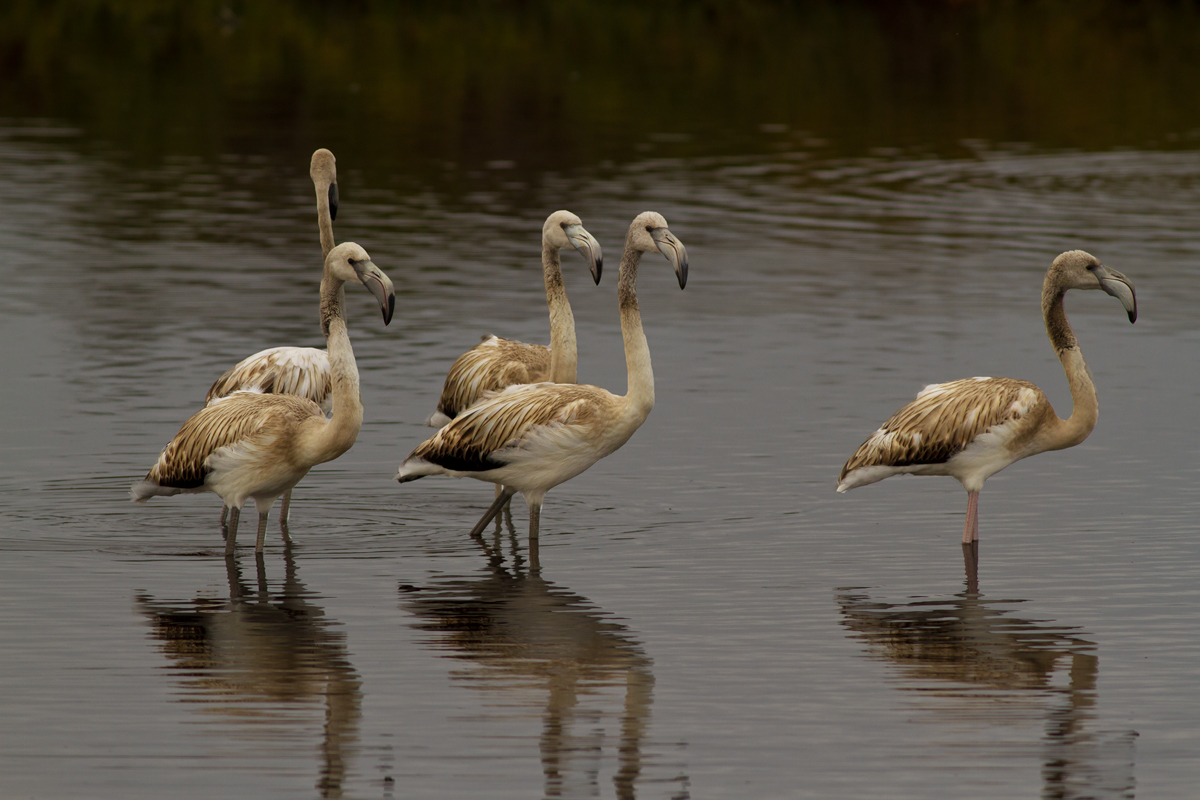 Sunrise in the Camargue 2
