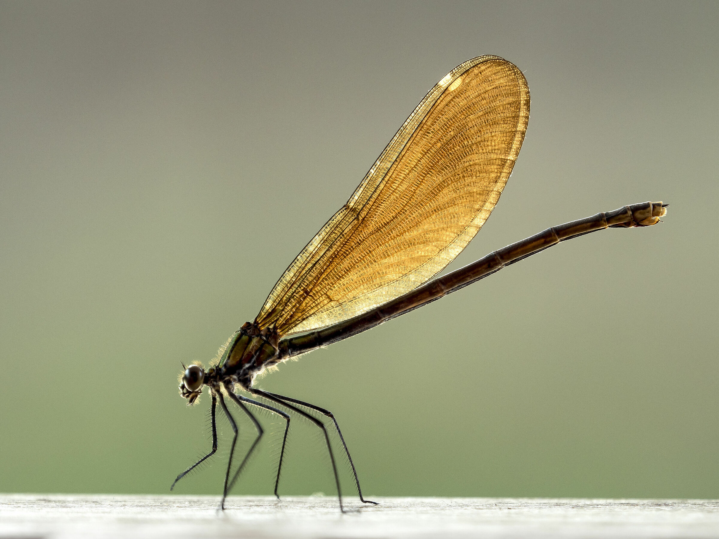 Libellula